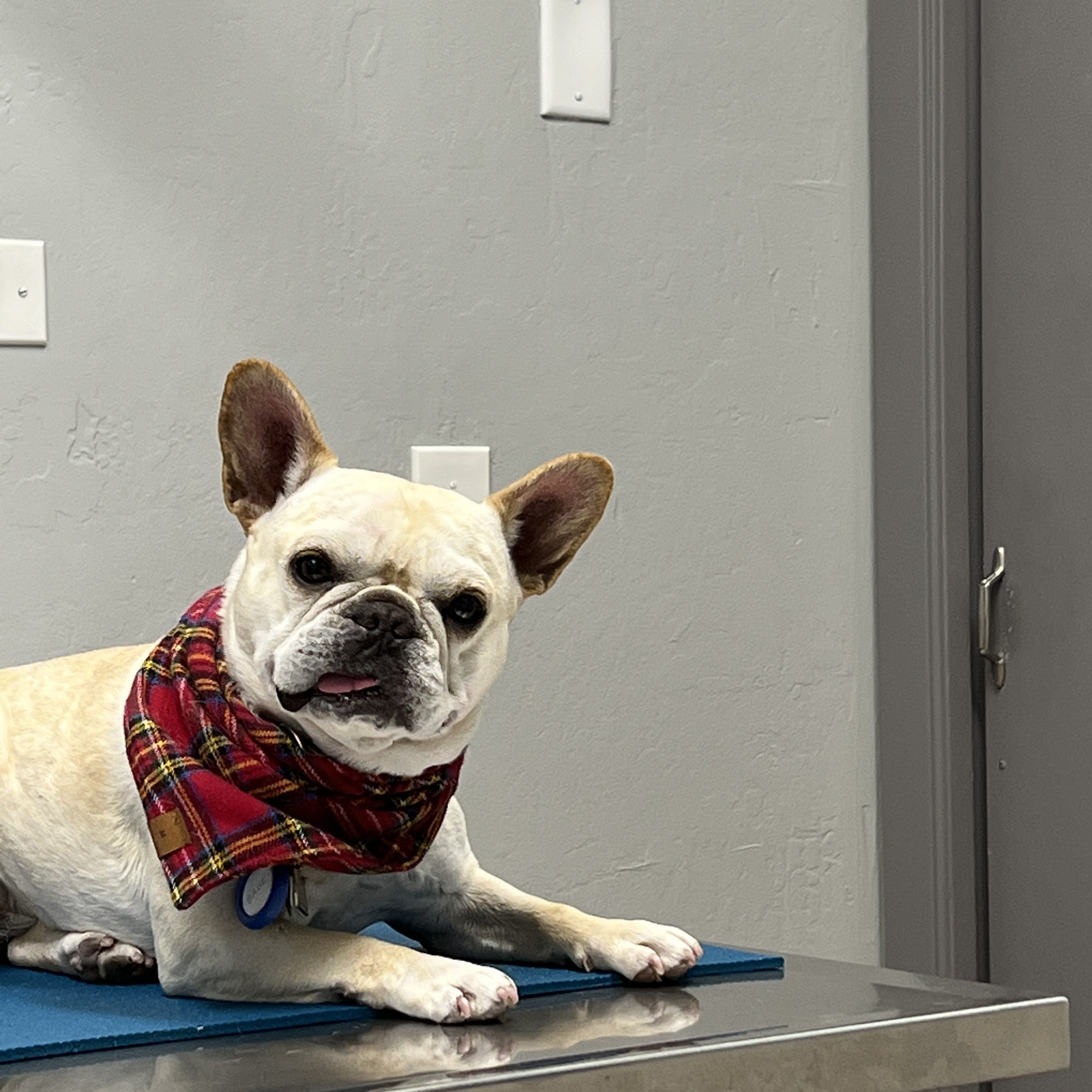 Memorial Beach Veterinary Hospital Healdsburg