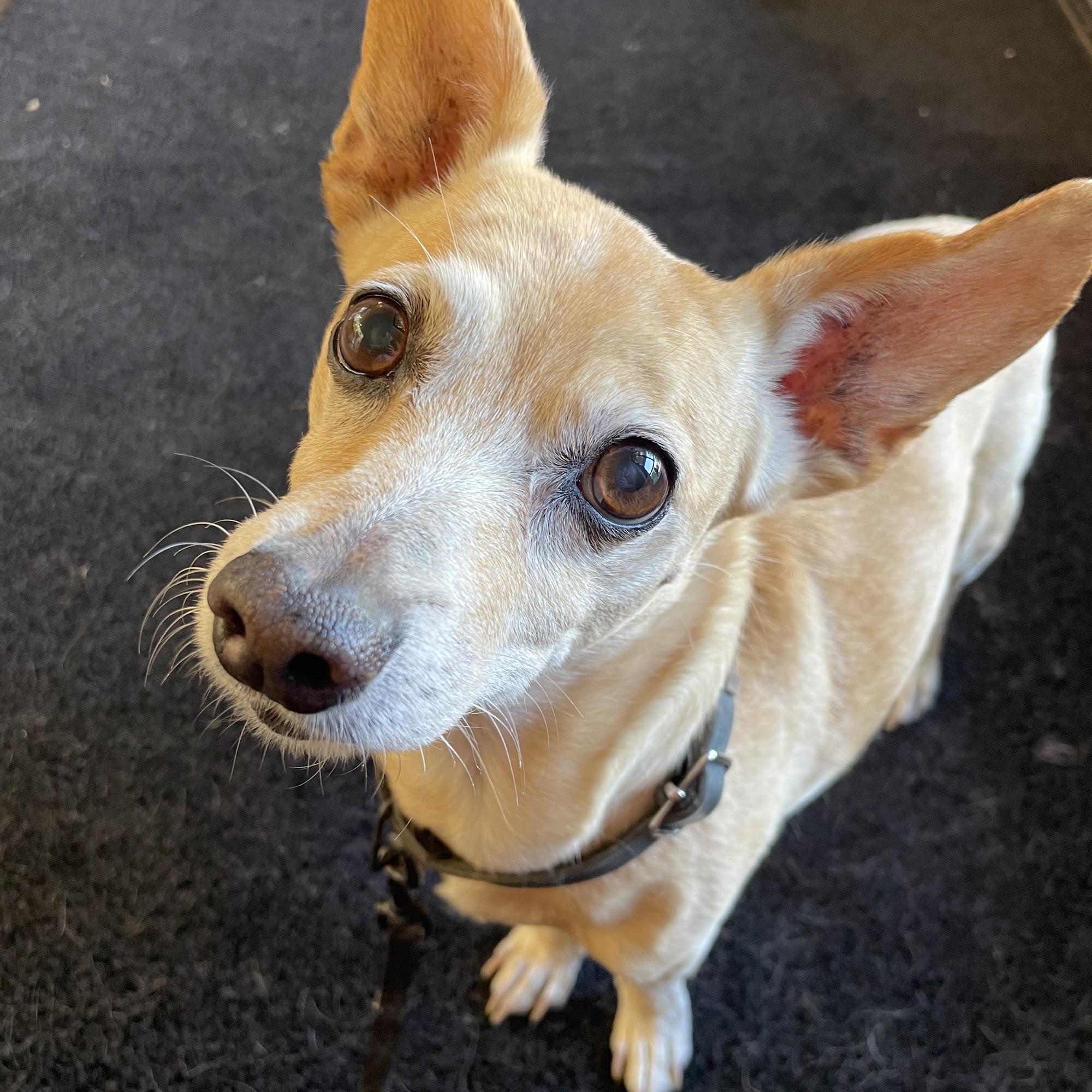 Animal Medical Center of Healdsburg Healdsburg