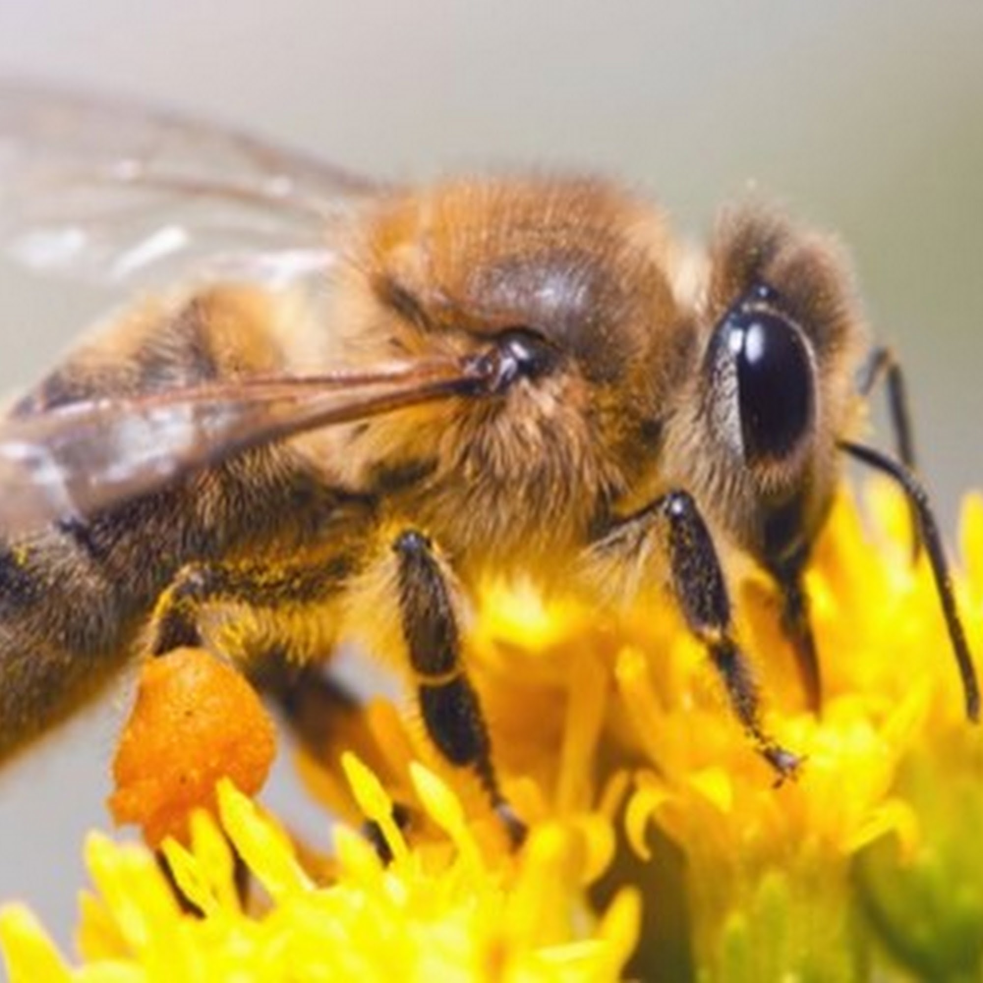 ApriLLanceBees Healdsburg
