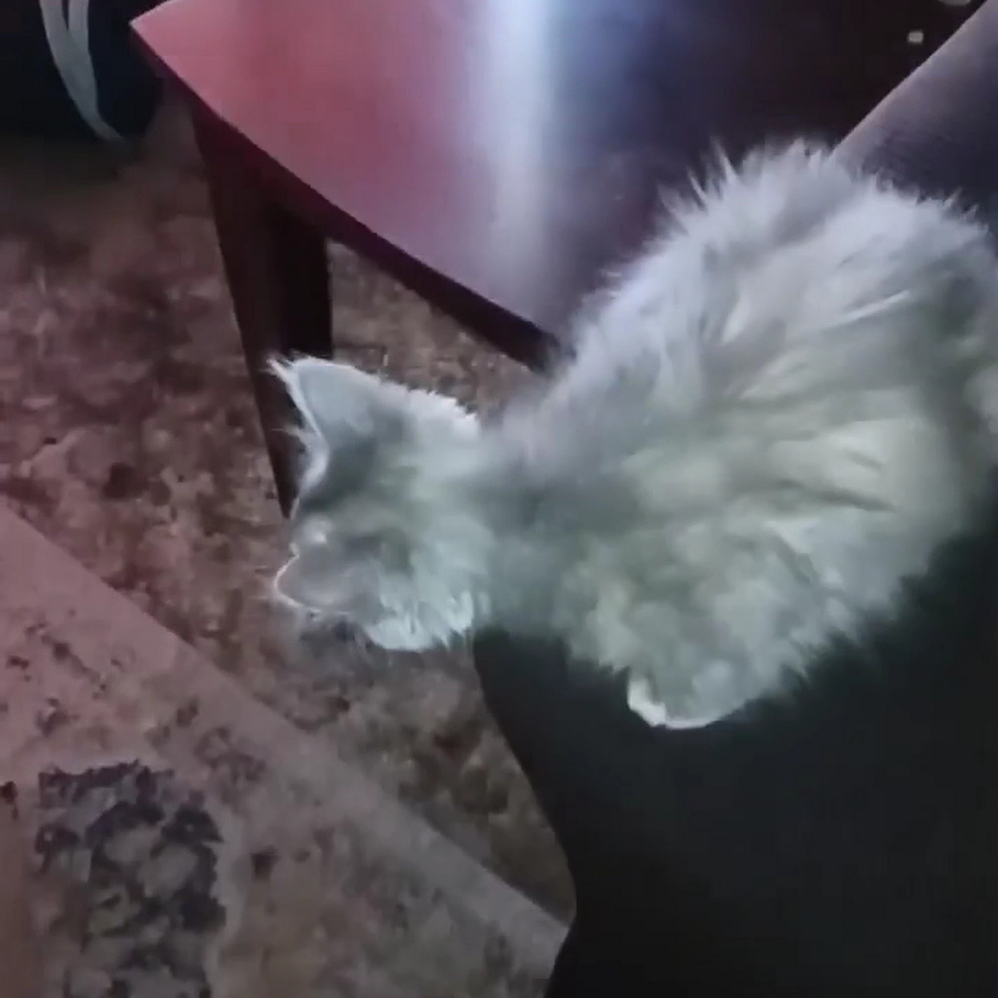 Hemet Animal Hospital Hemet