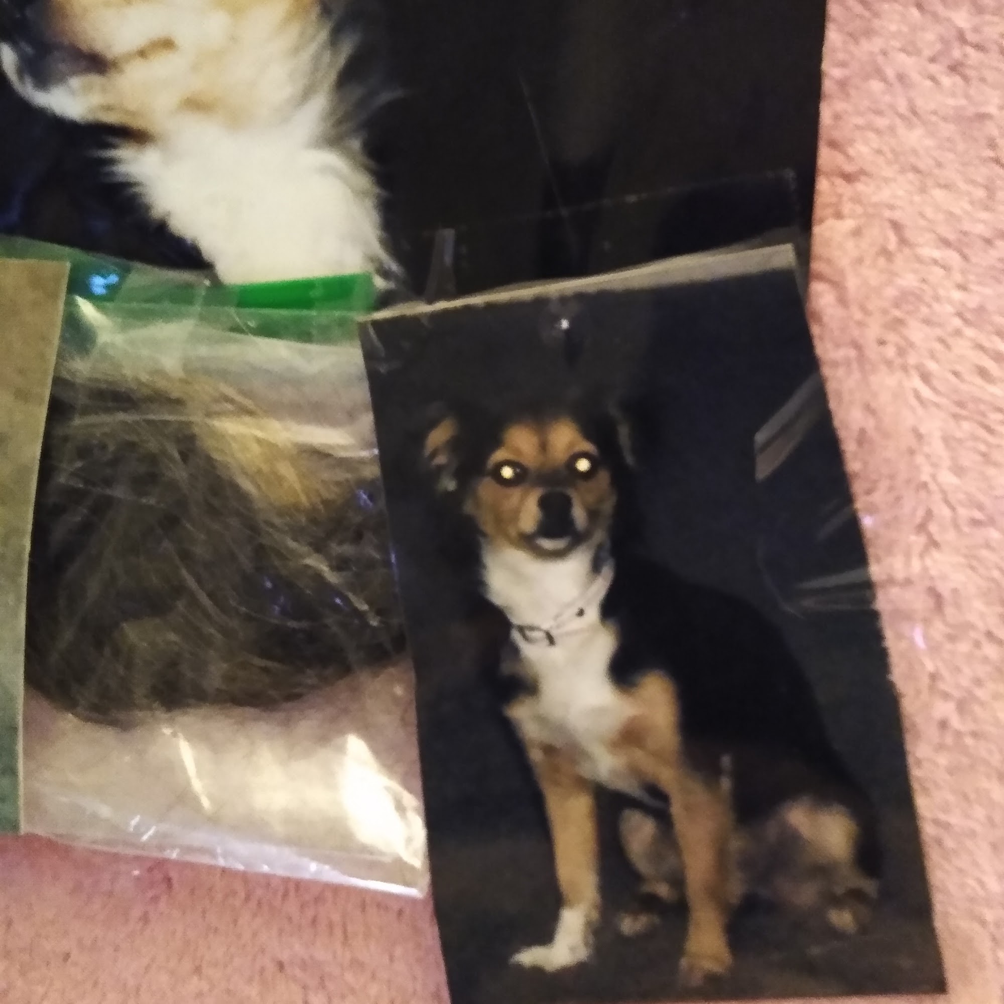 Hemet Animal Hospital: Kaylor Barbara DVM Hemet