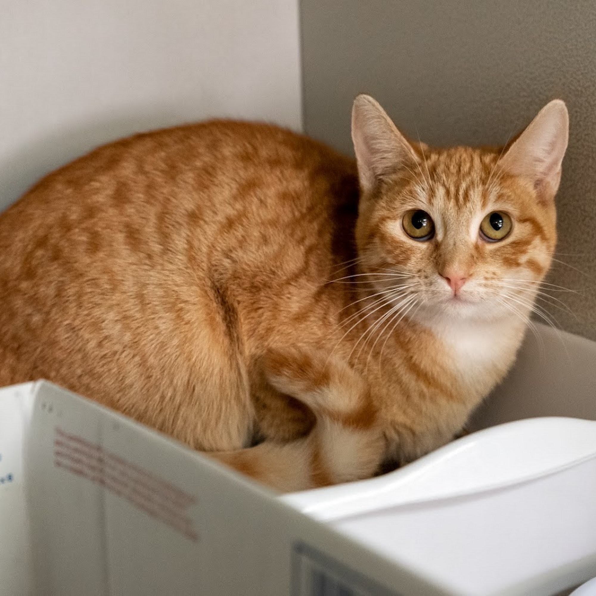 ARE Animal Rescue Hemet