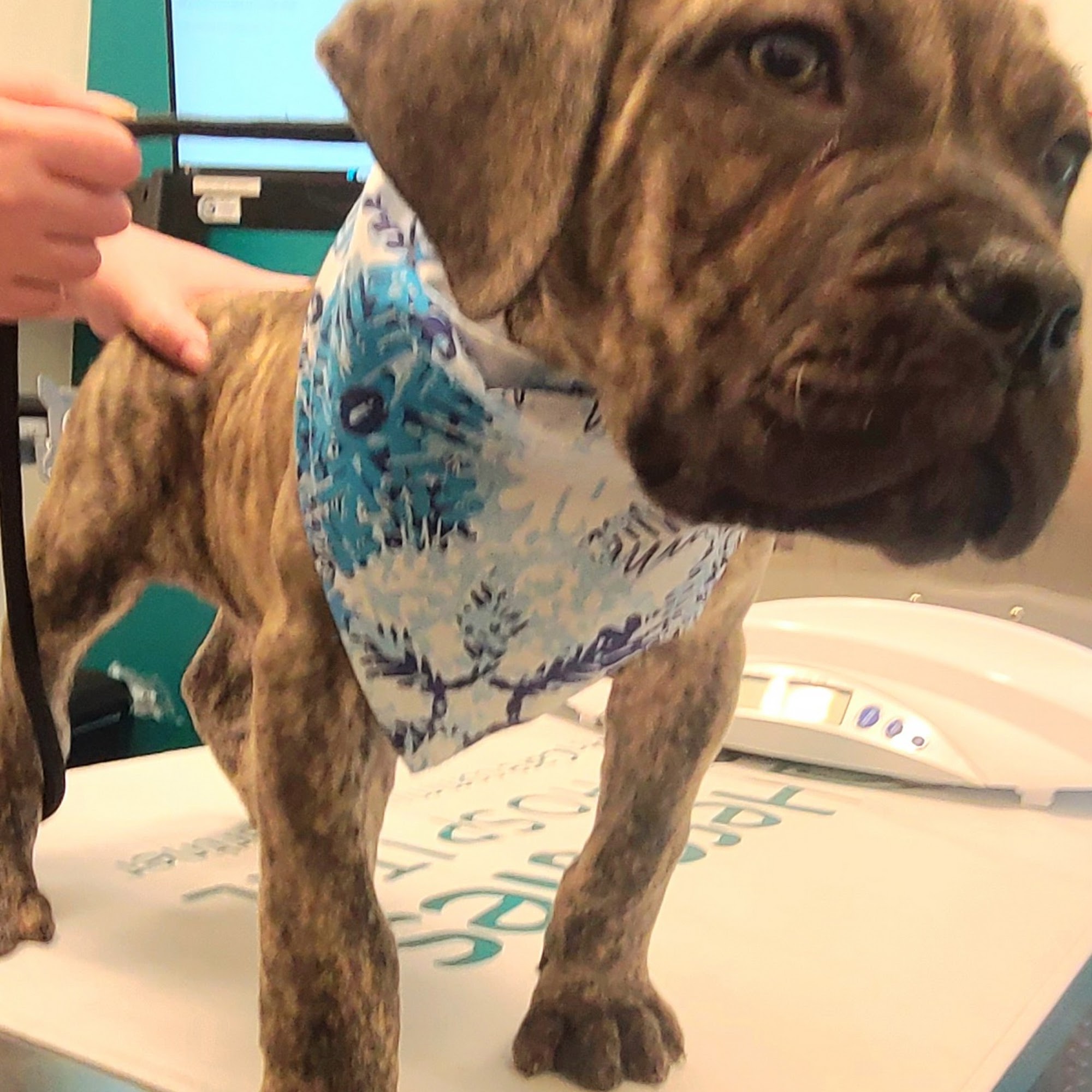 Hercules Pet Clinic Hercules