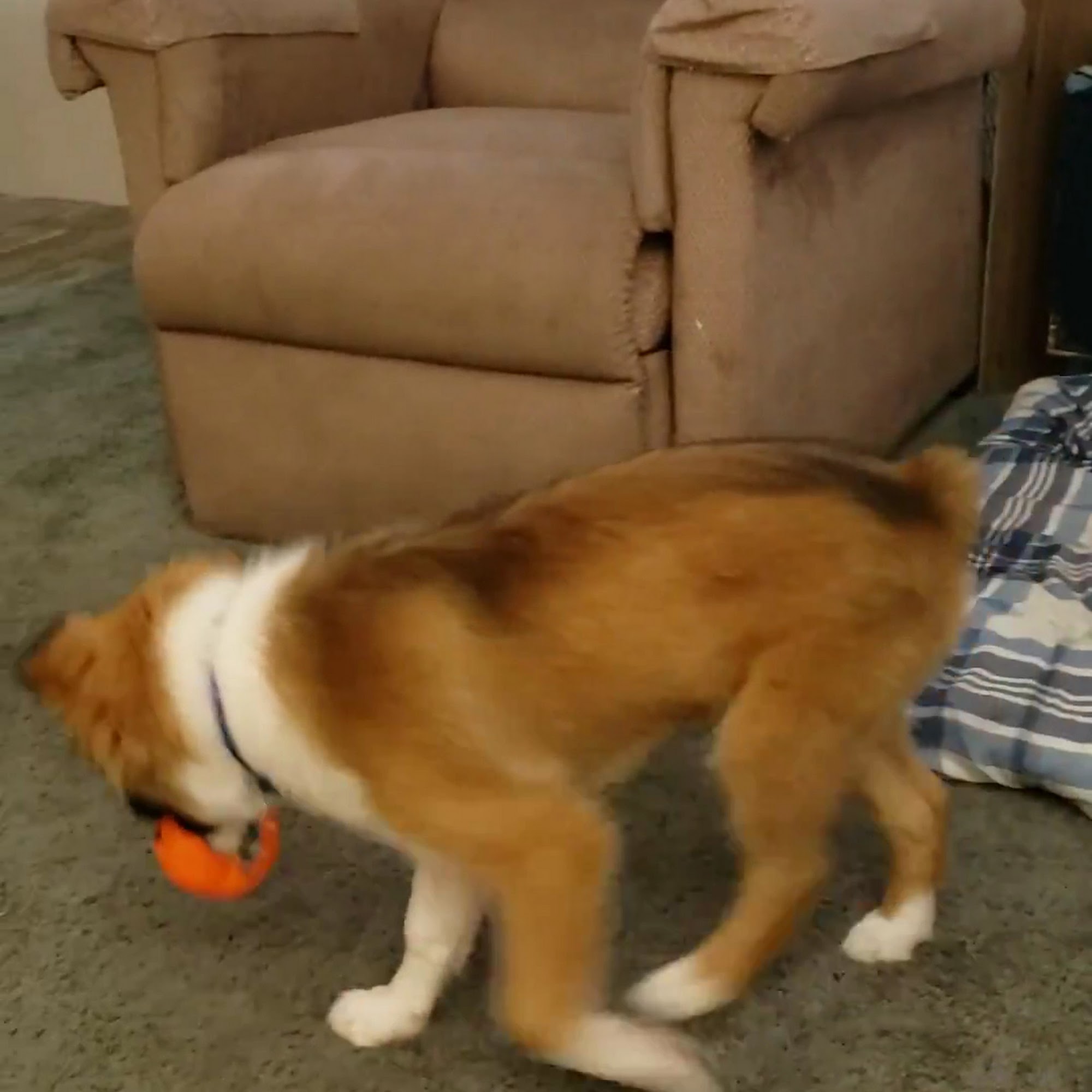 Desert Care Animal Hospital Hesperia