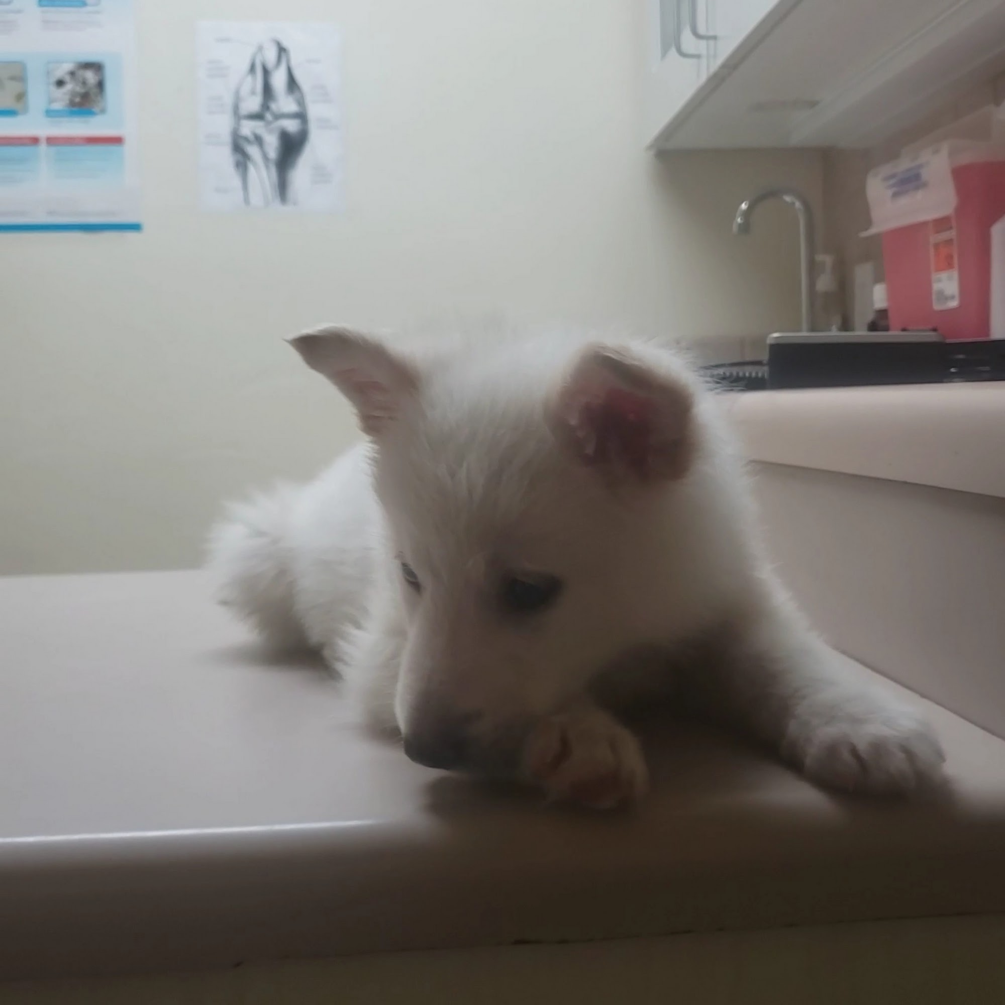 Antony Animal Hospital Hesperia