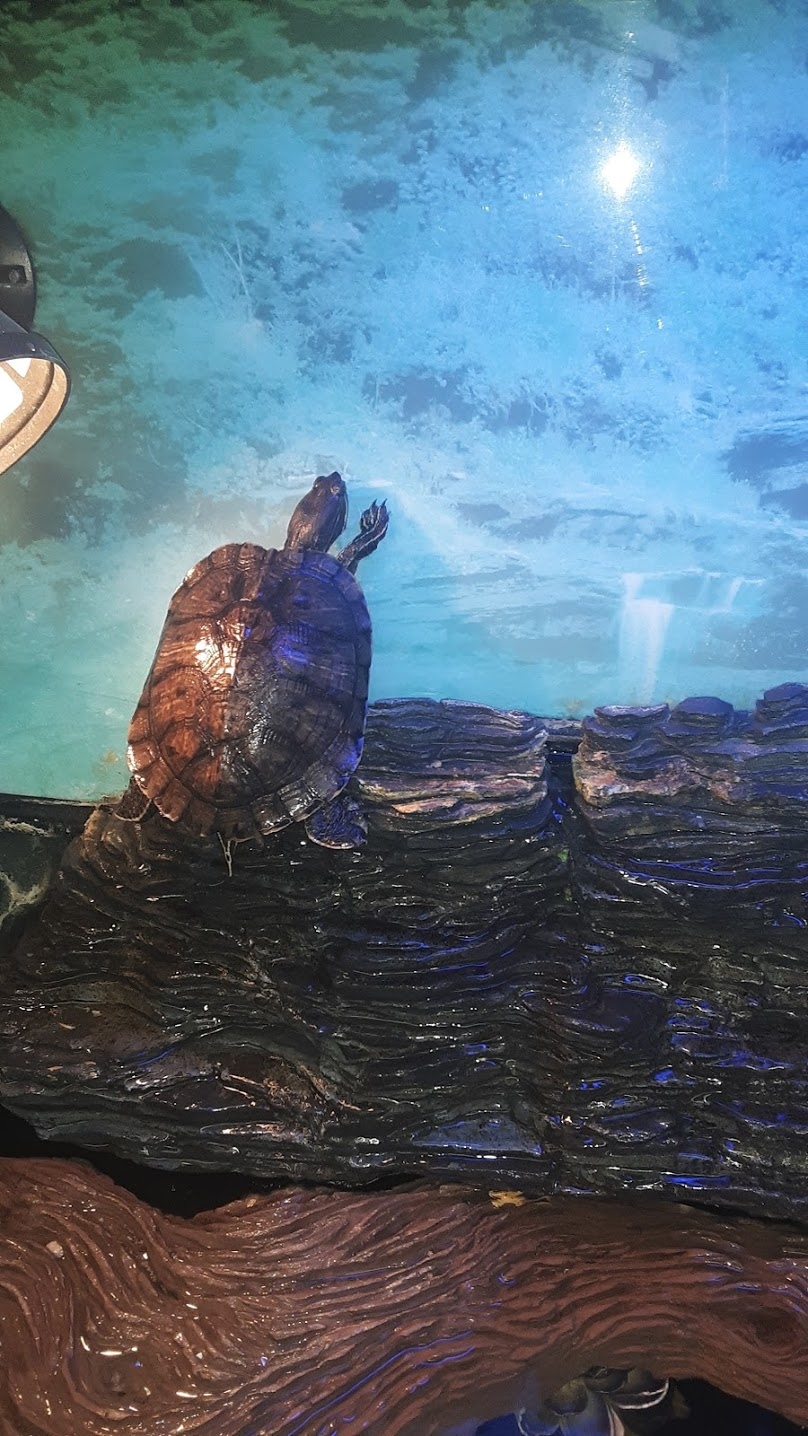 Wow Fish and Pet ( Aquarium ) Hesperia