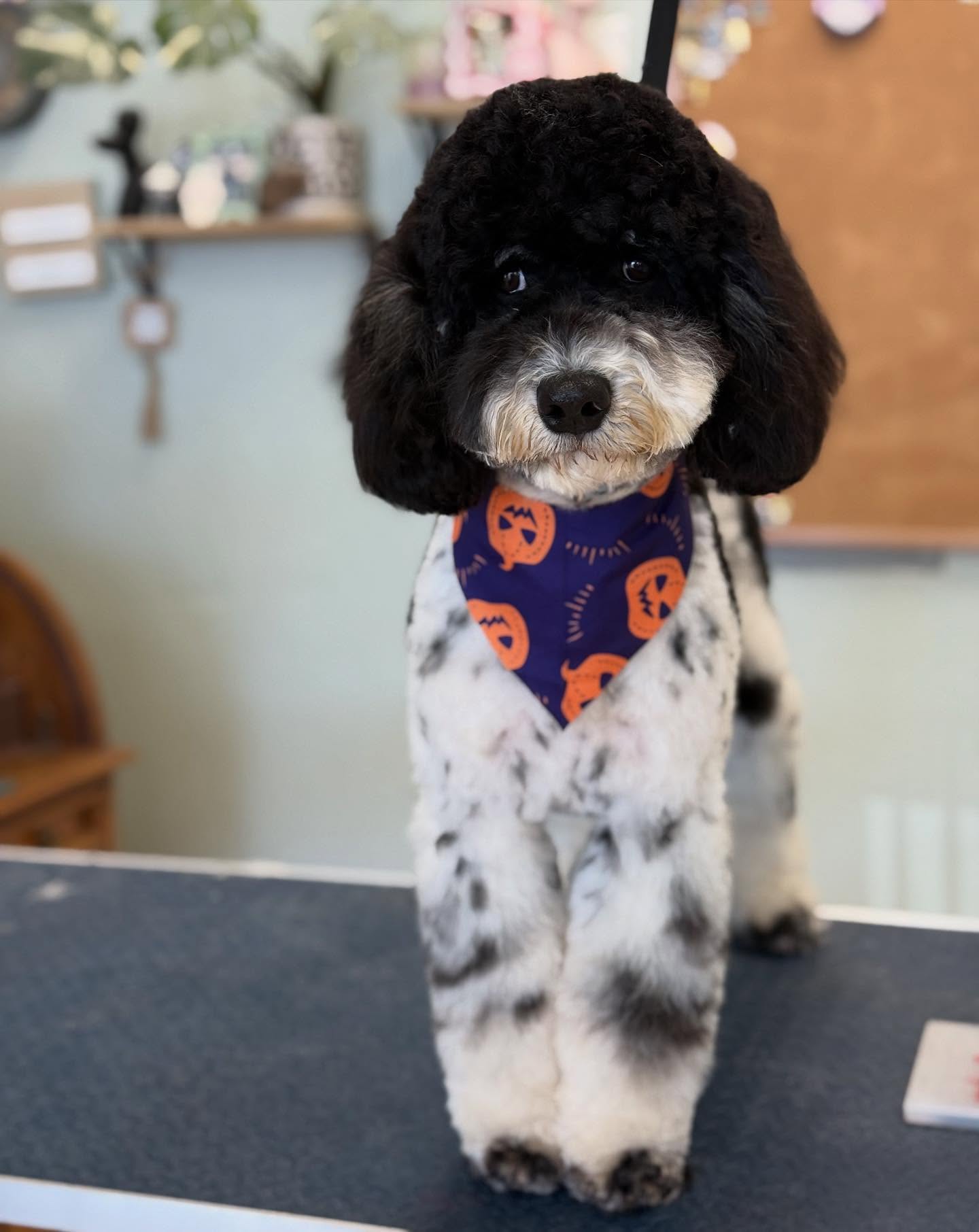 The Knotty Groomer Hesperia