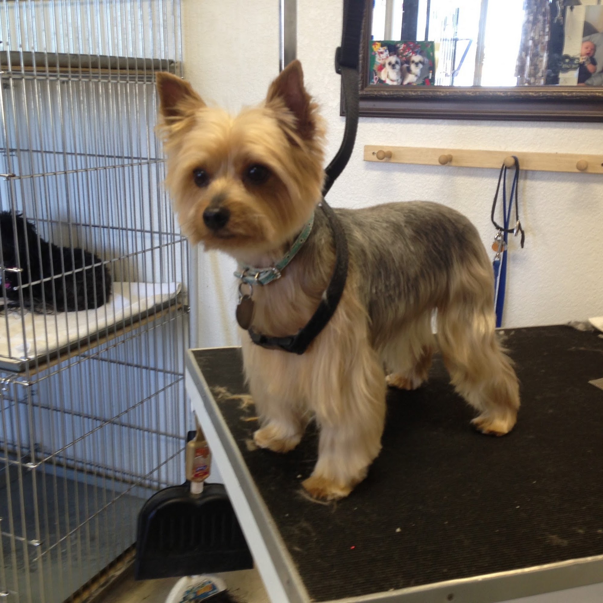 A Pick of the Litter Pet Salon Hesperia