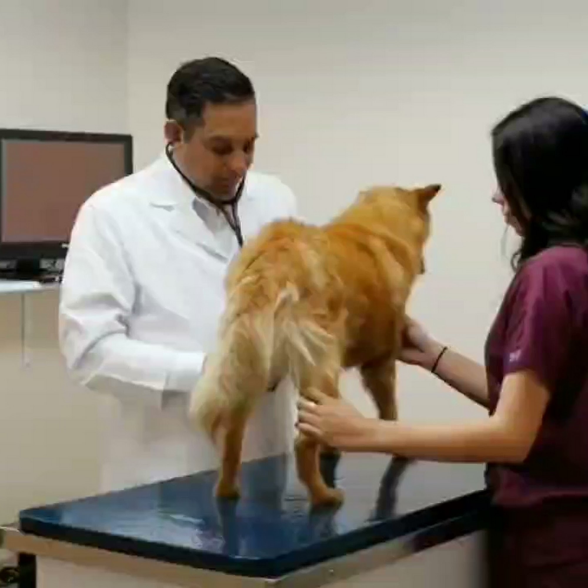 Animal Hospital of Hollister Hollister