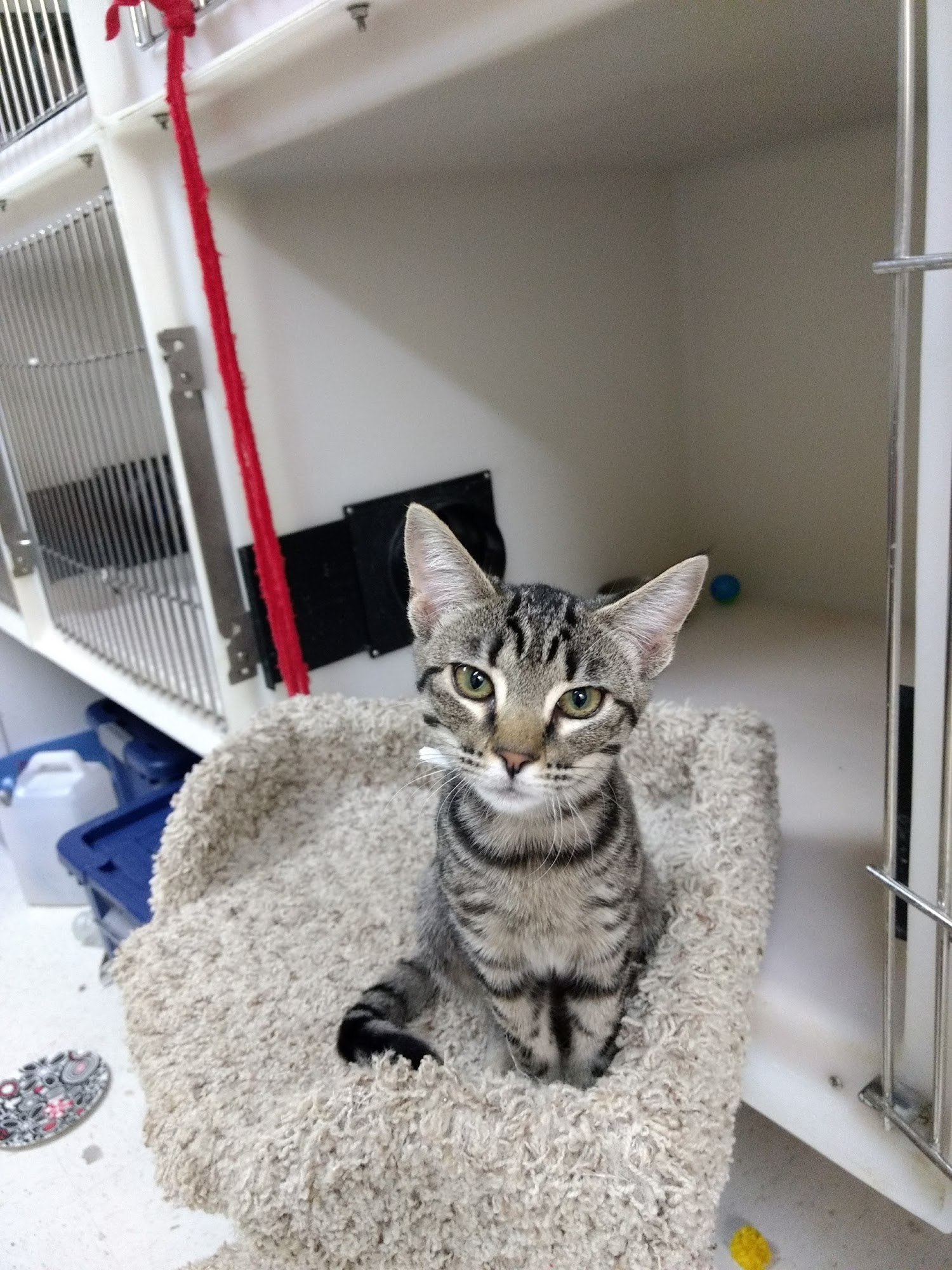 Pet Friends & Rescue Hollister