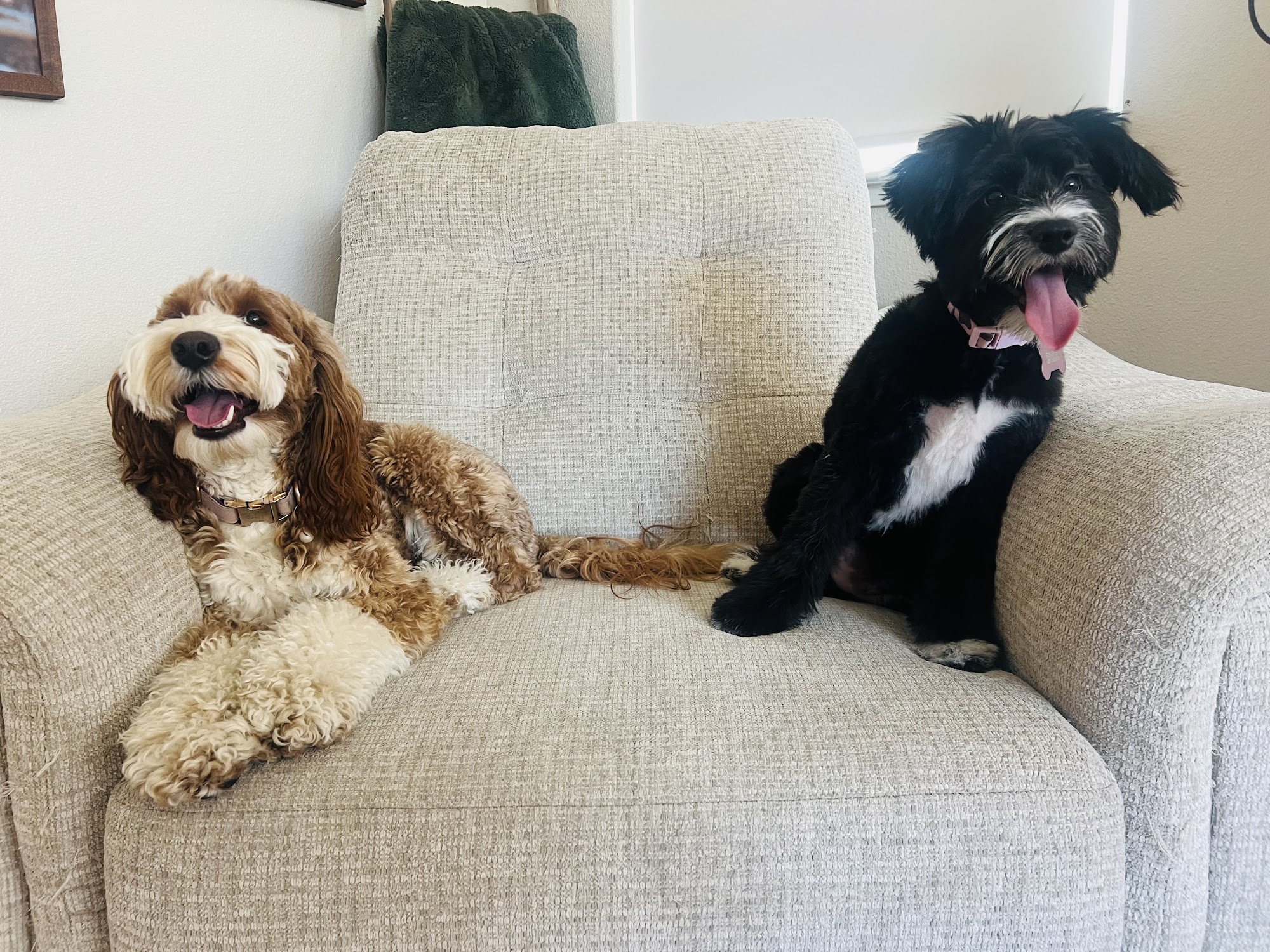 Cali Pals Doodles and Service Dogs Hollister