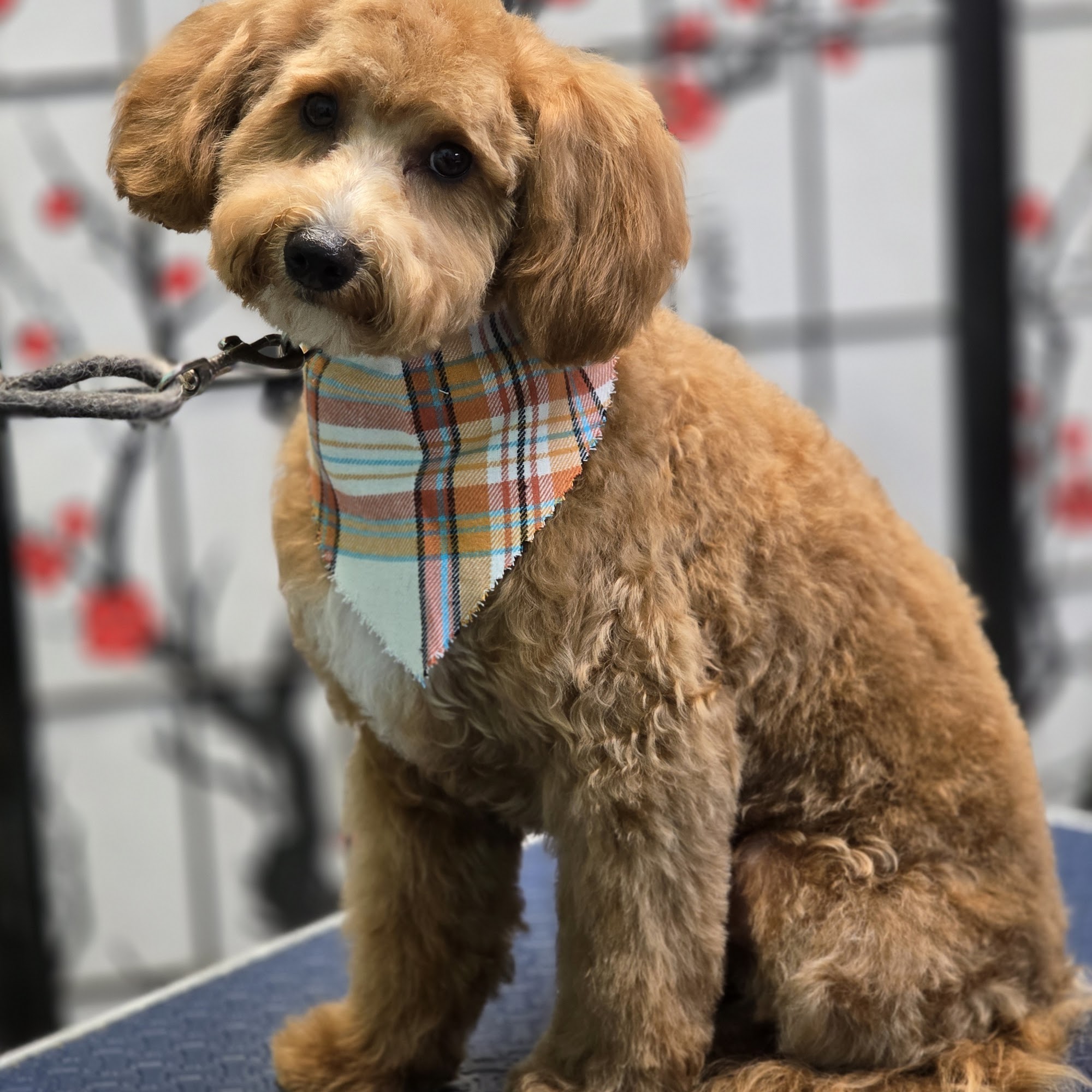 Spaw for Paws Hollister
