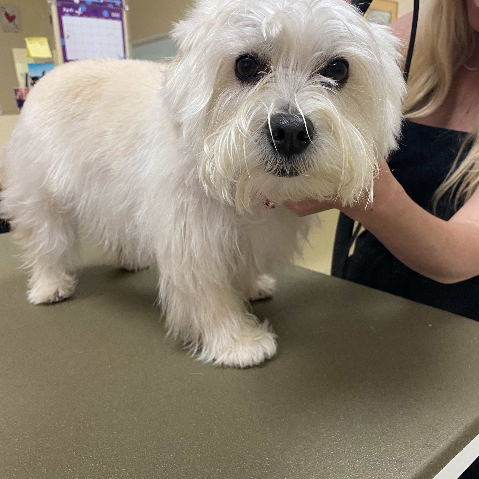 Happydog Pet Salon & Boutique Huntington Beach