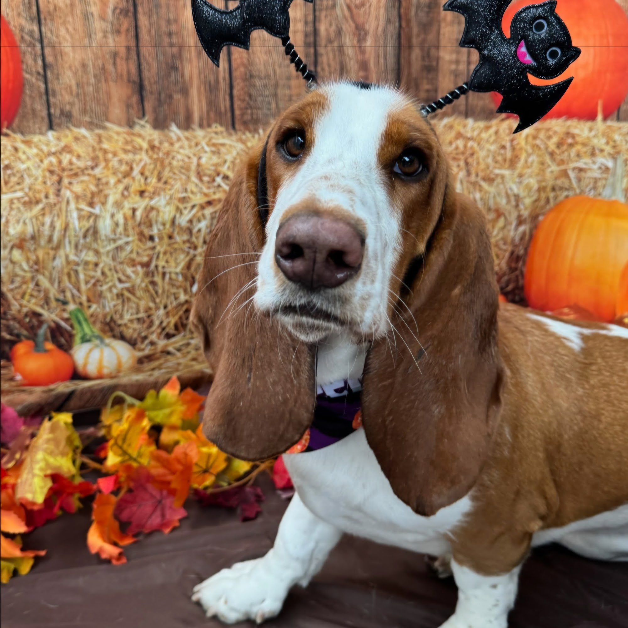 Bark City Dog Daycare & Boarding Huntington Beach