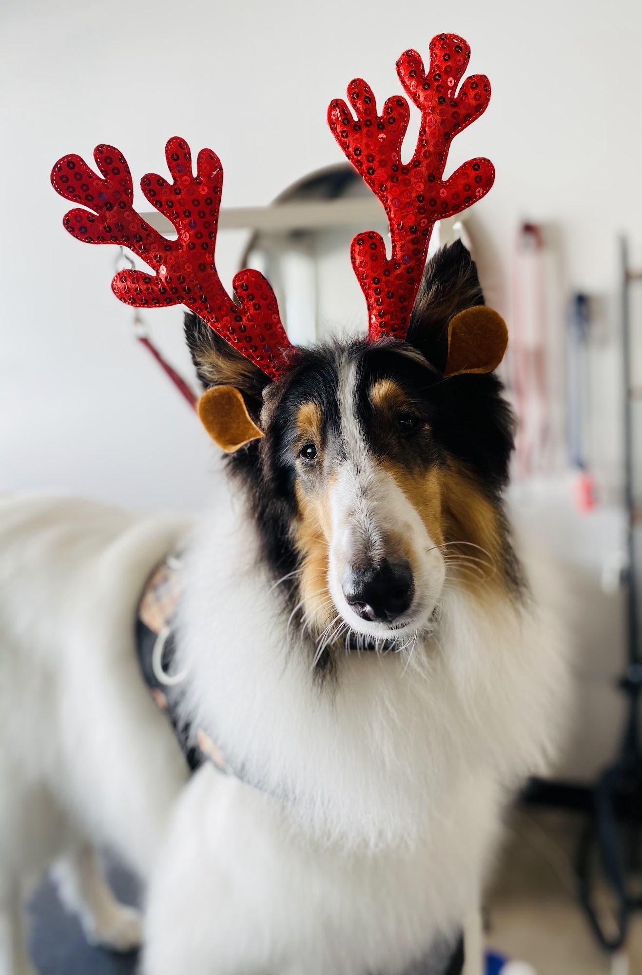 Salty Tails Grooming Salon Huntington Beach