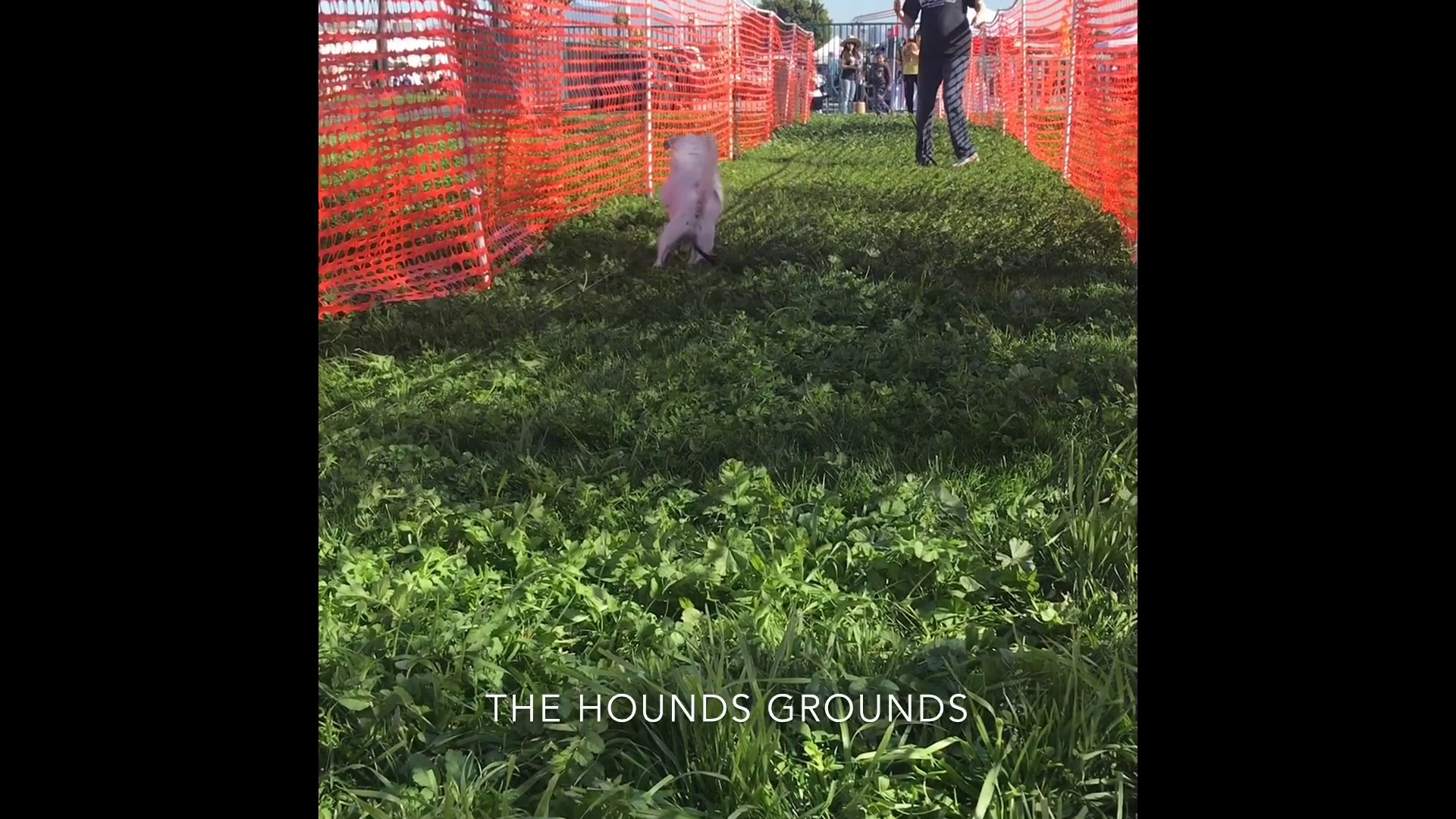 The Hounds Grounds Huntington Beach