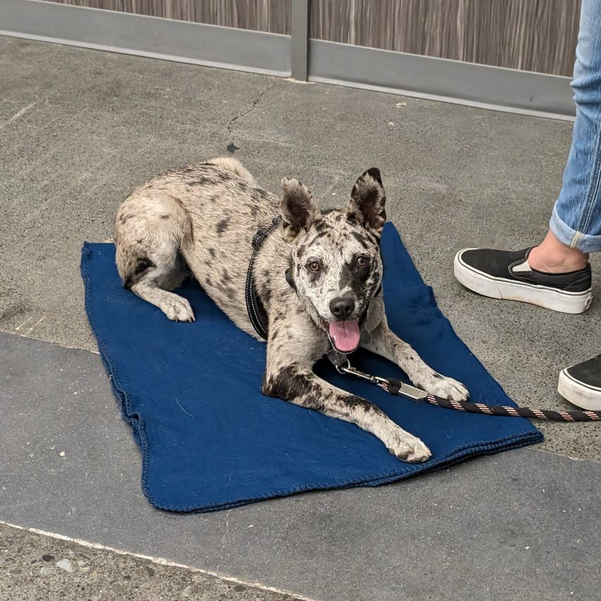 OC Paws Dog Training LLC Huntington Beach