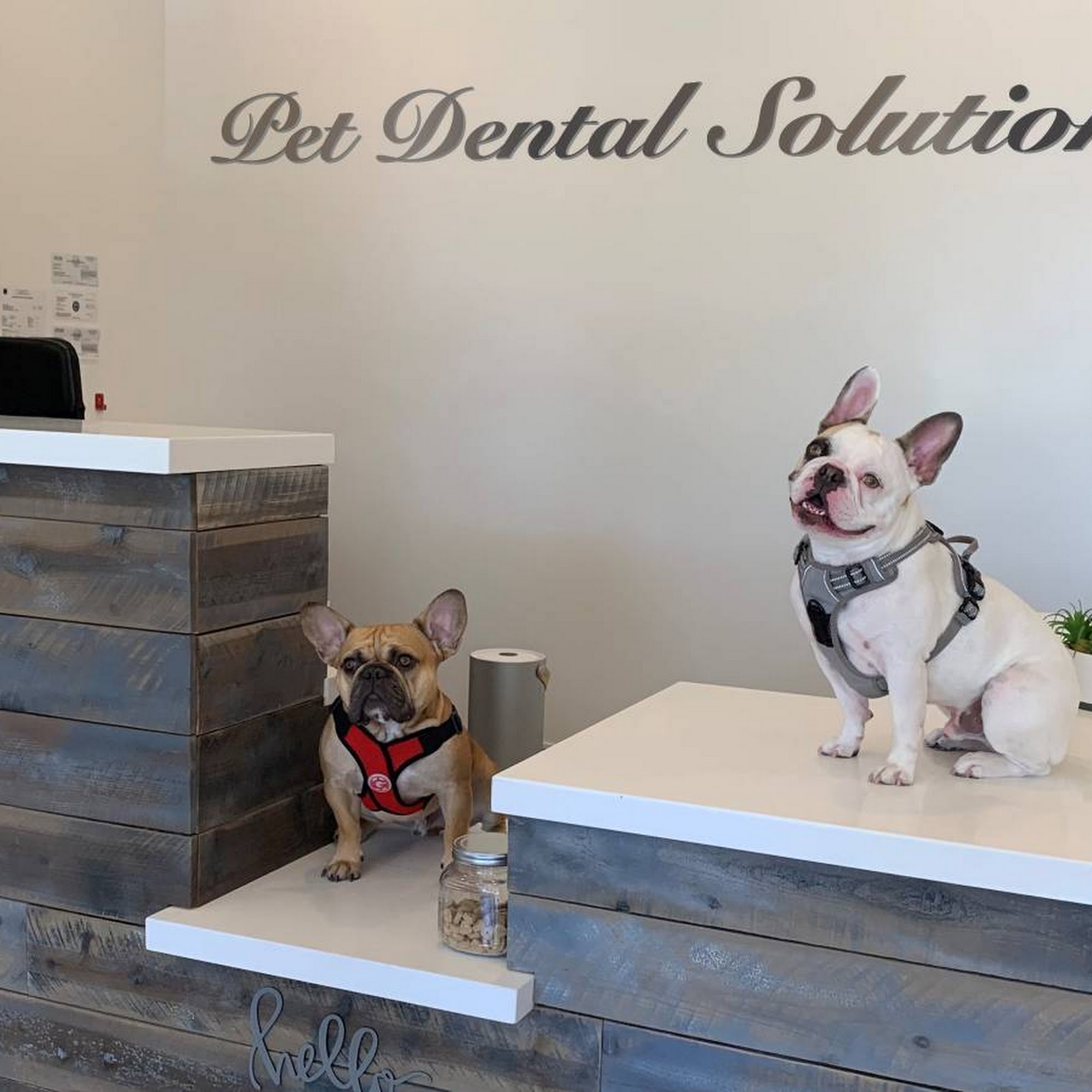 Pet Dental Solutions Huntington Beach
