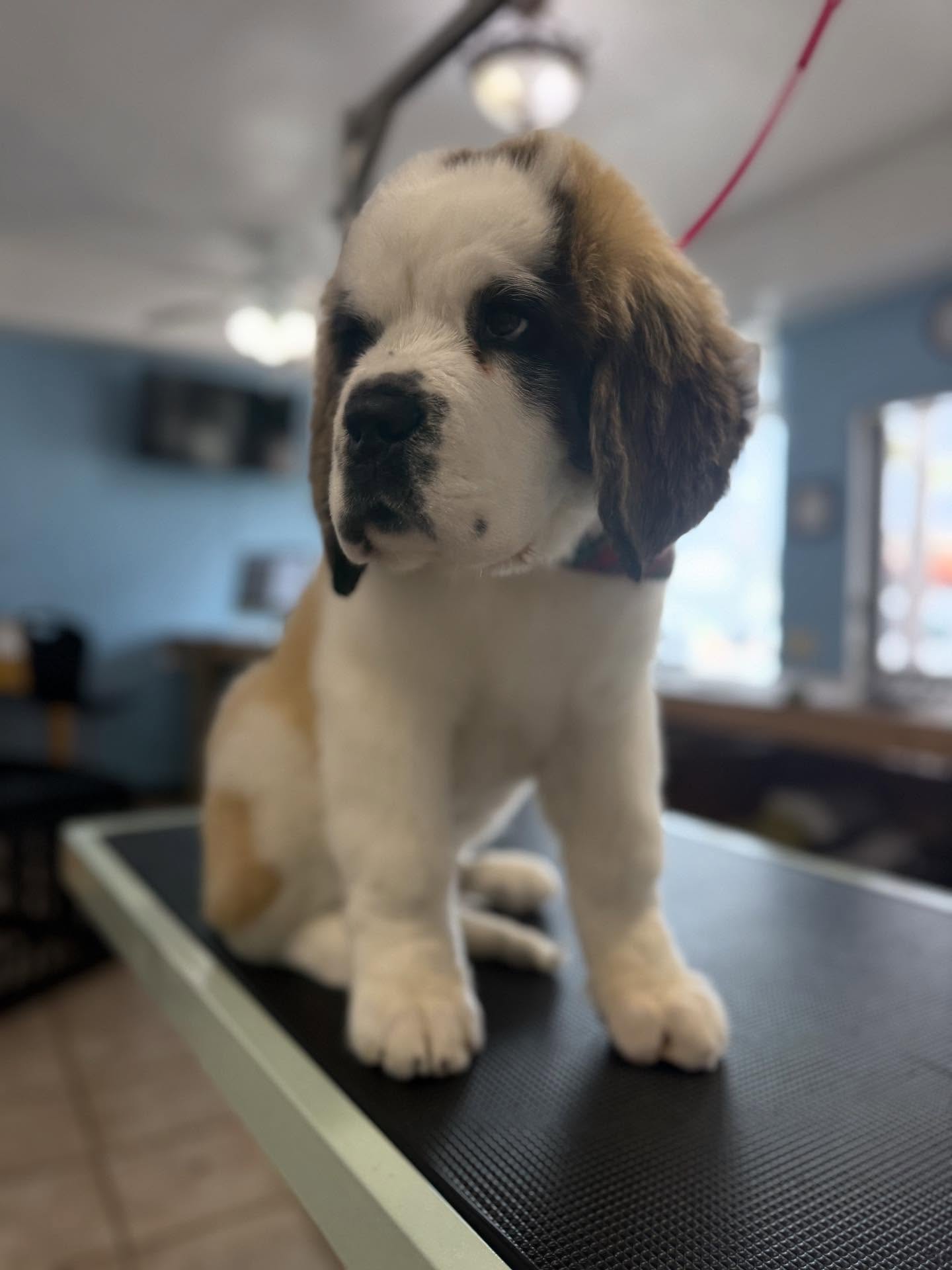 Doggie Gone Grooming Imperial Beach