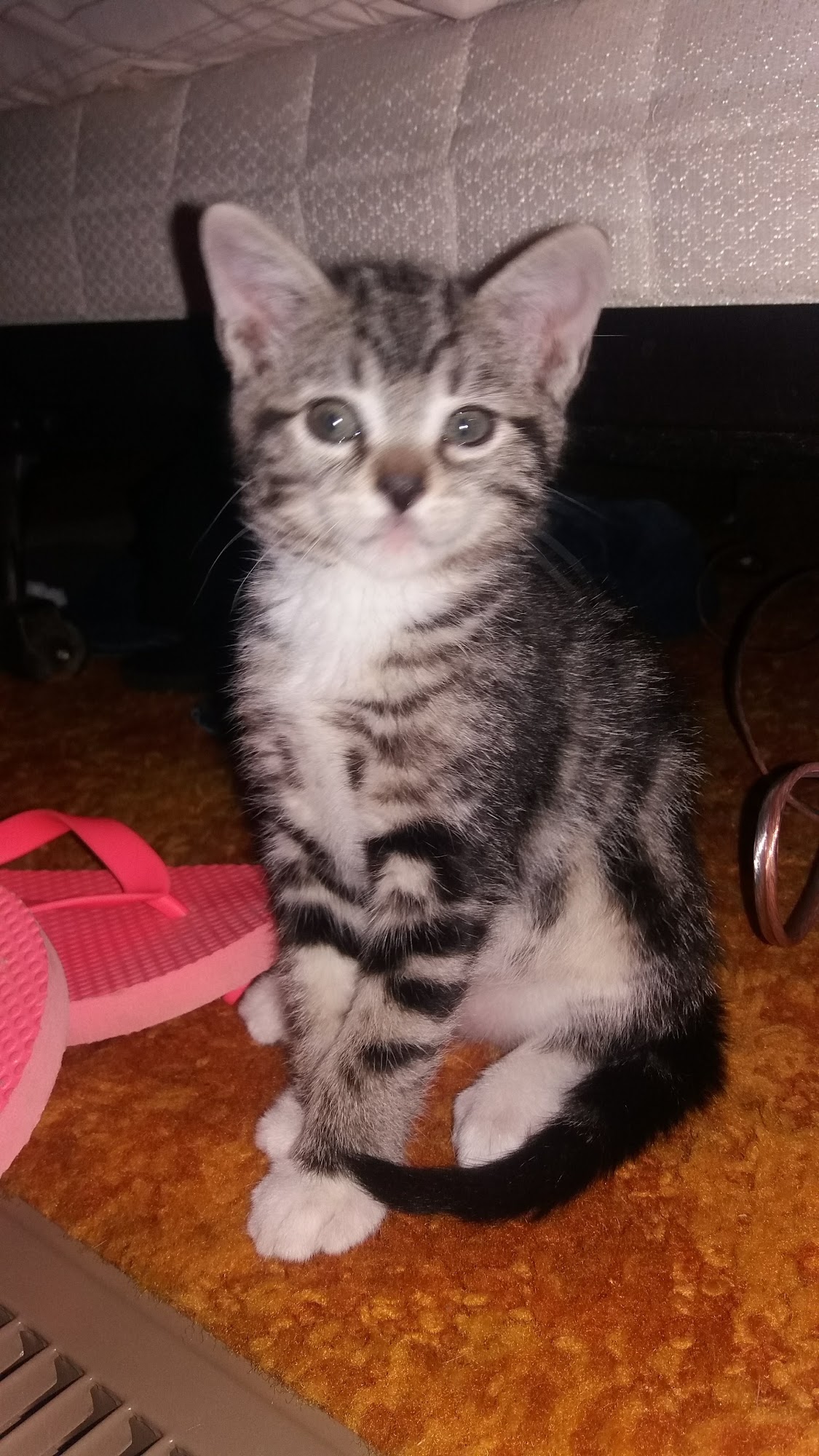 Desert Veterinary Group Imperial