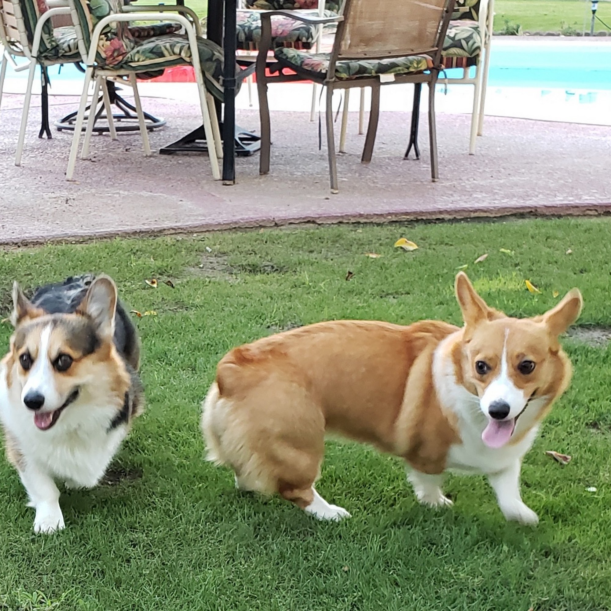 Clark James H DVM Indio