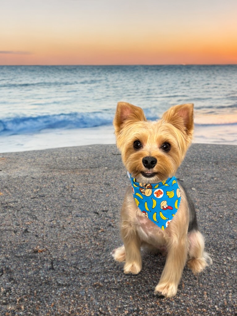 Puppy Paws LLC Indio