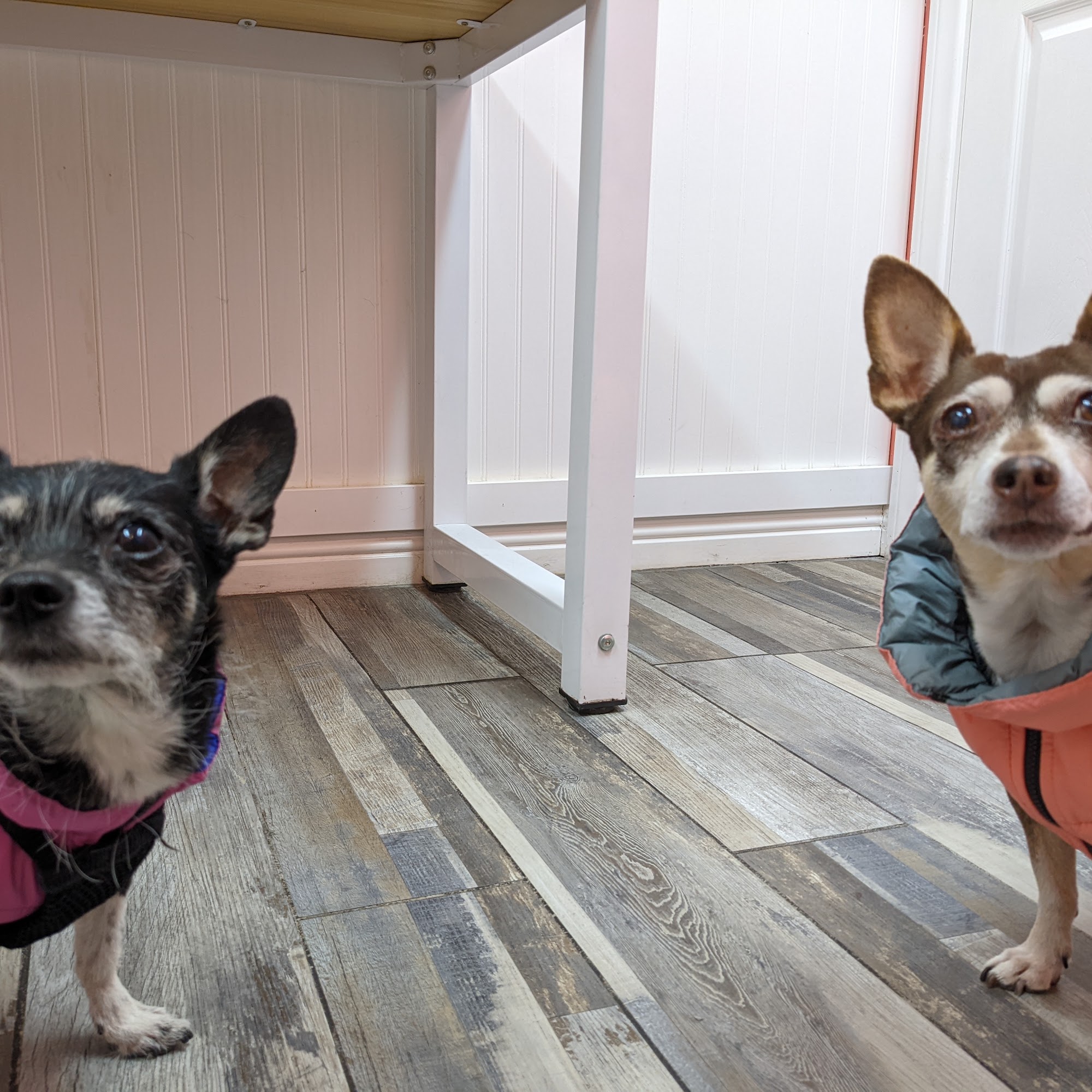 Ladera Pet Clinic Inglewood