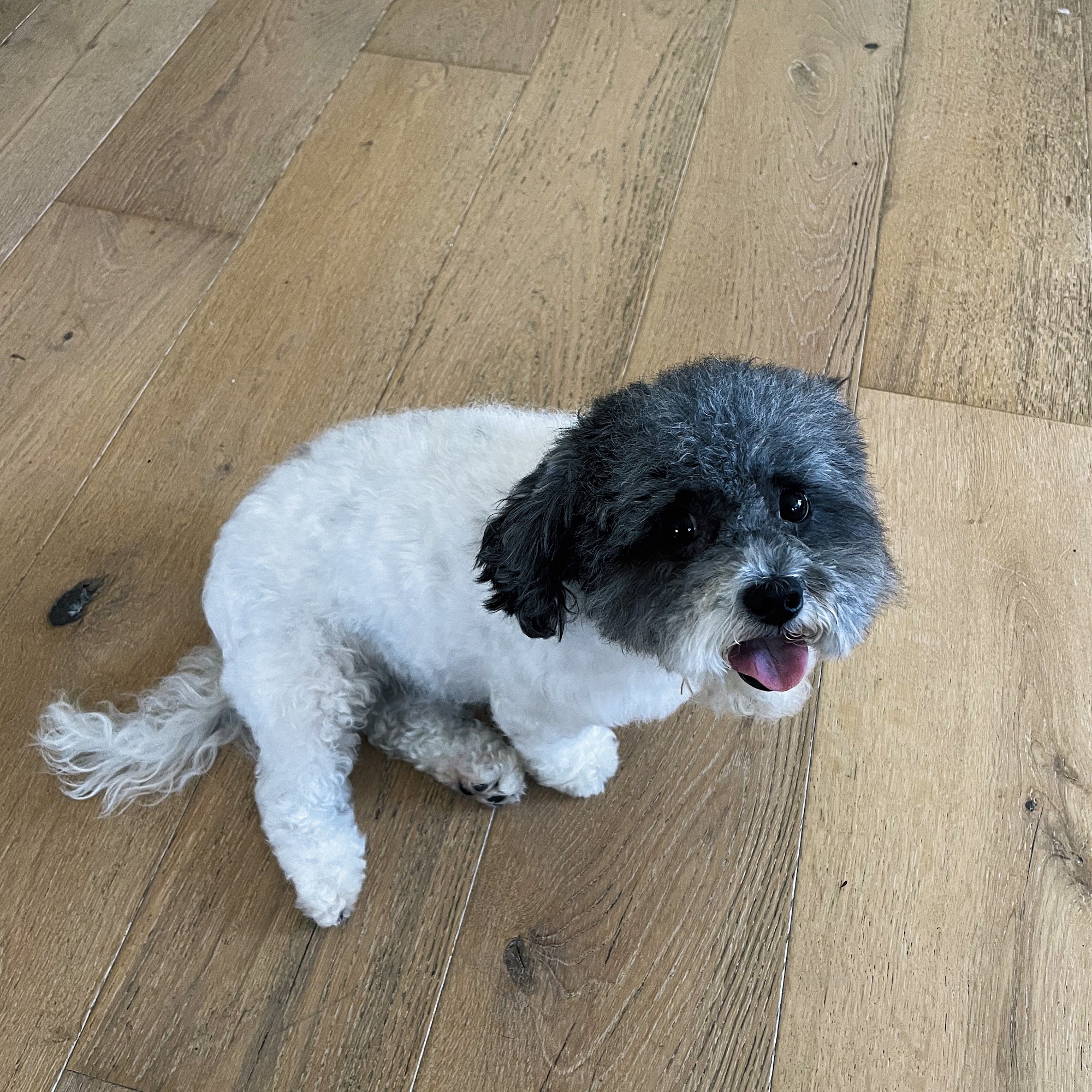 April's Furry Tail Mobile Pet Grooming Service Inglewood