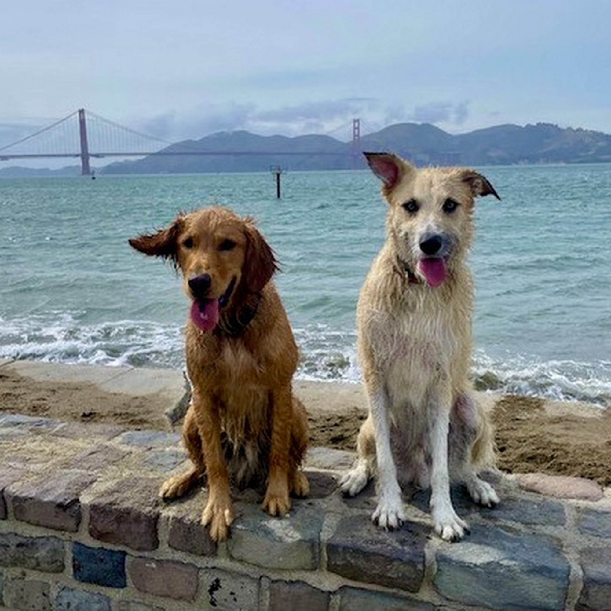 Dog Dynamics 312 Bear Oaks Ln, Briones California 94553