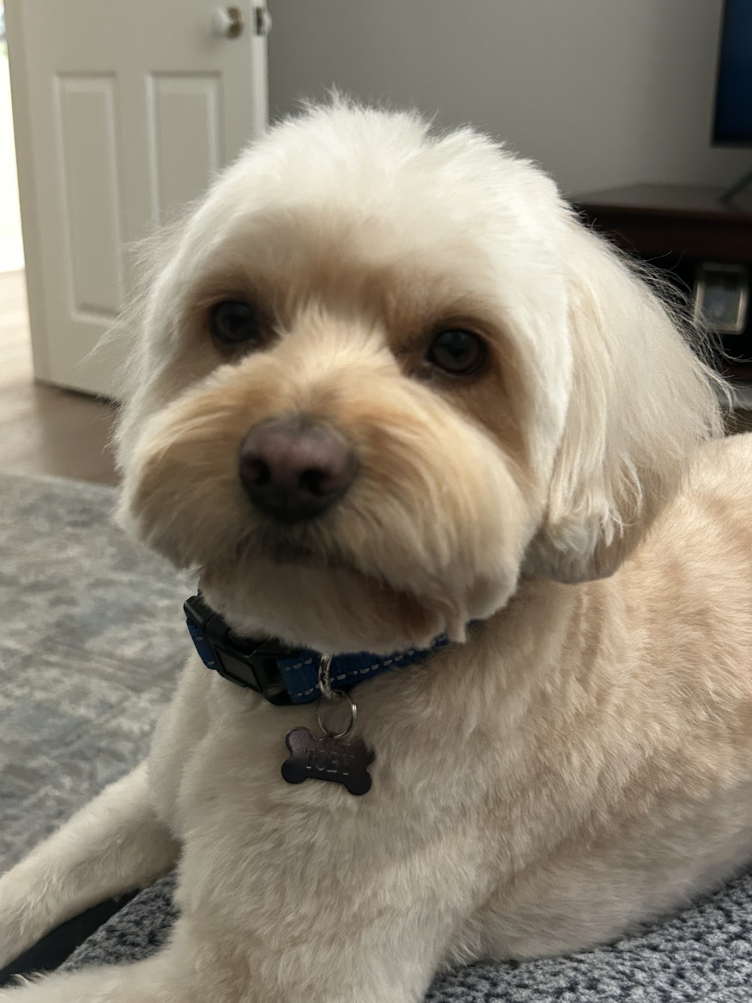 Sydnee's Pet Grooming - Irvine Irvine