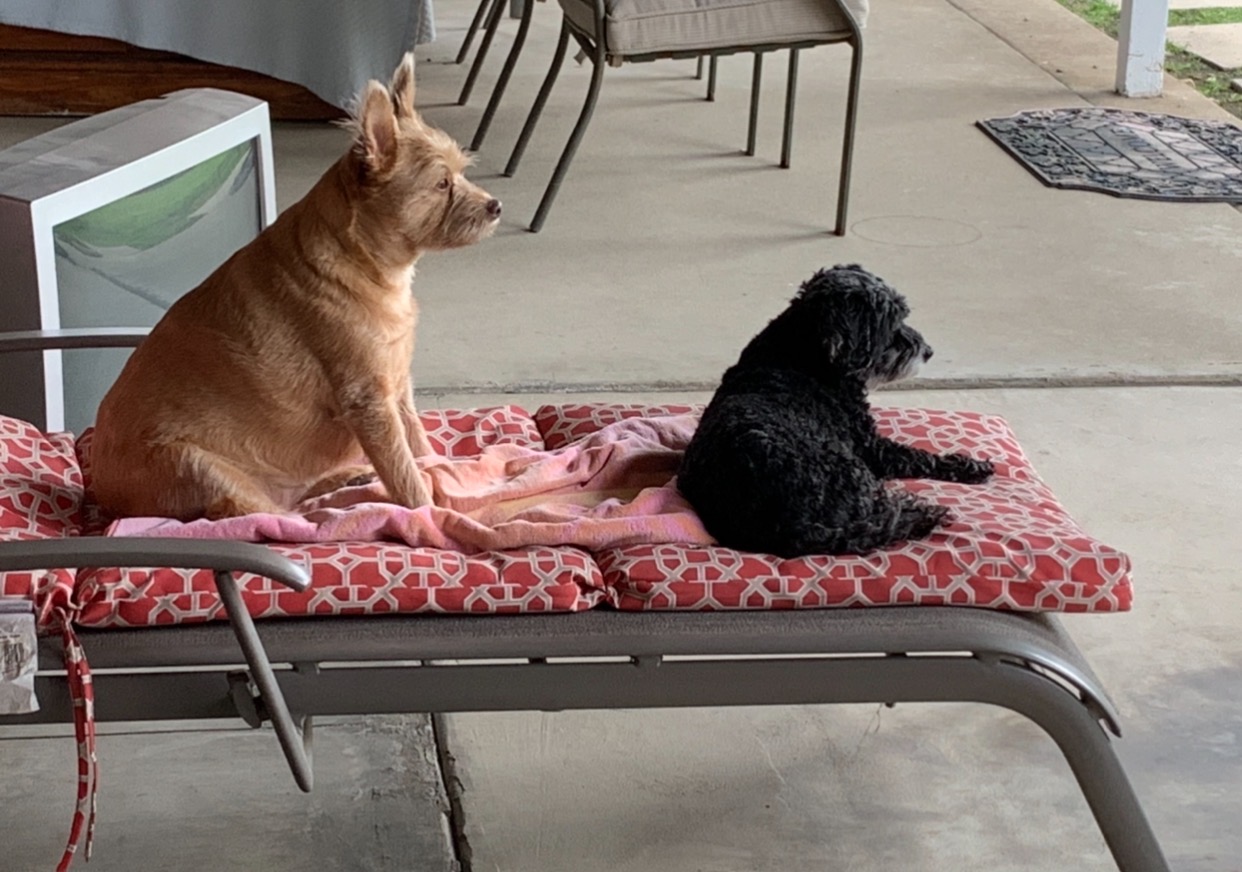 Irvine Great Park Animal Hospital Irvine