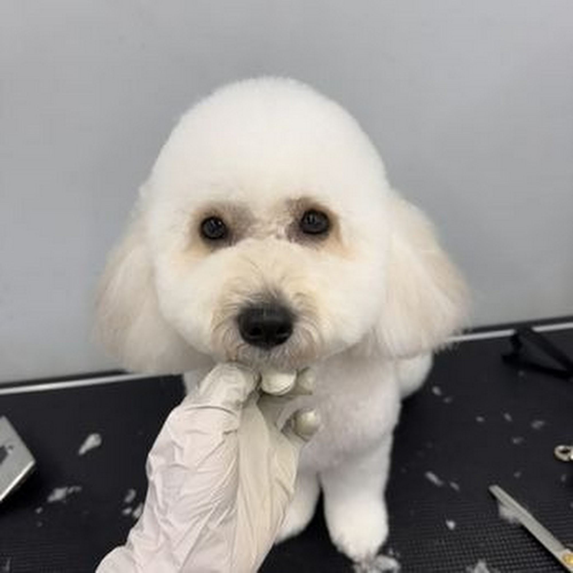 Oops Pet Spa and Boutique Irvine