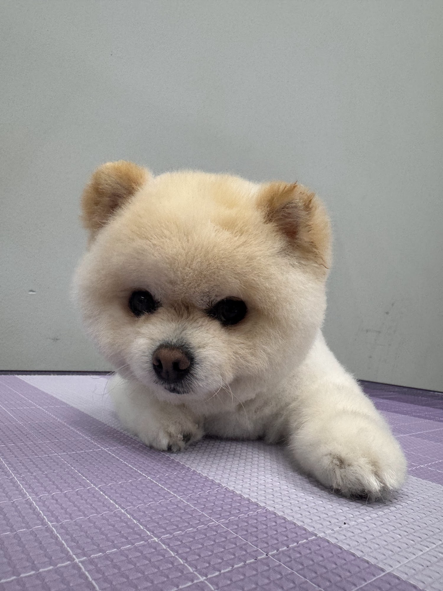 Oops Pet Spa and Boutique Irvine