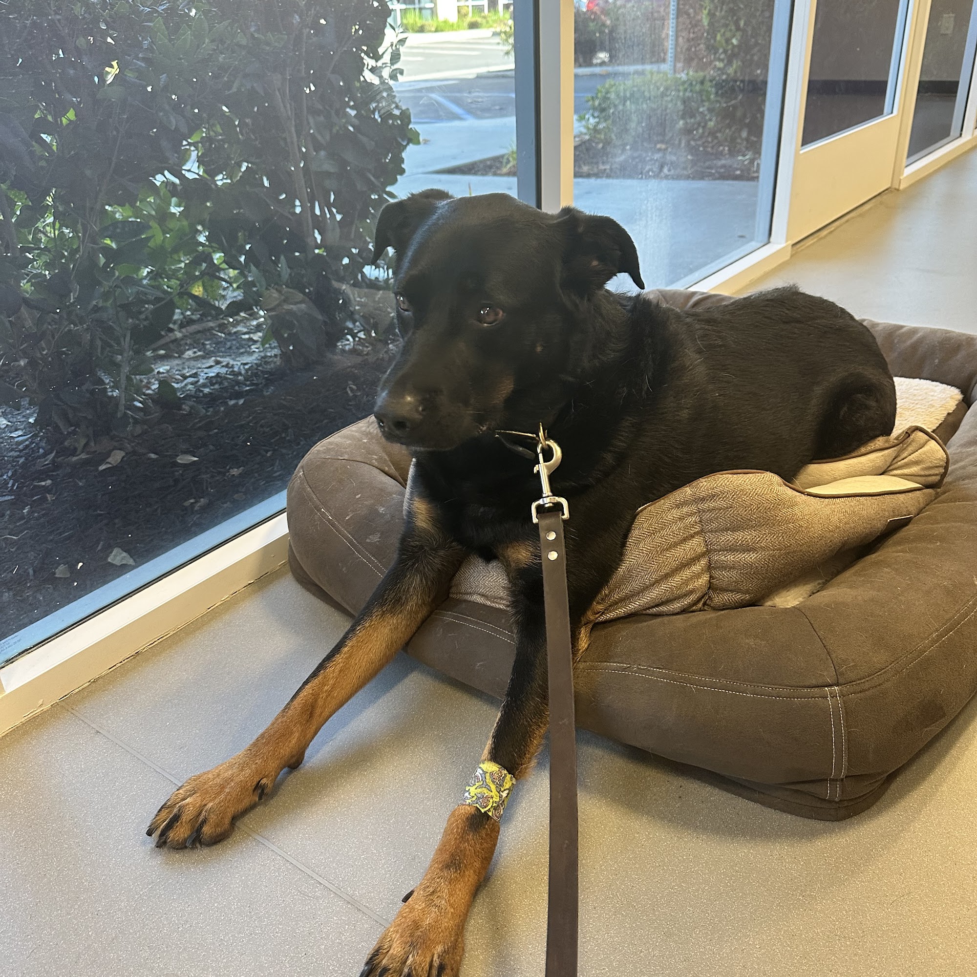 Veterinary Dental Specialties & Oral Surgery Irvine