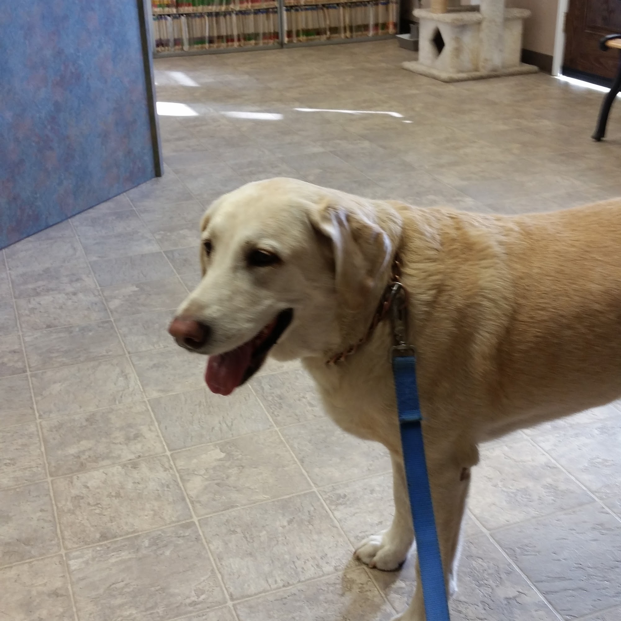 Blue Oak Veterinary Hospital Jackson