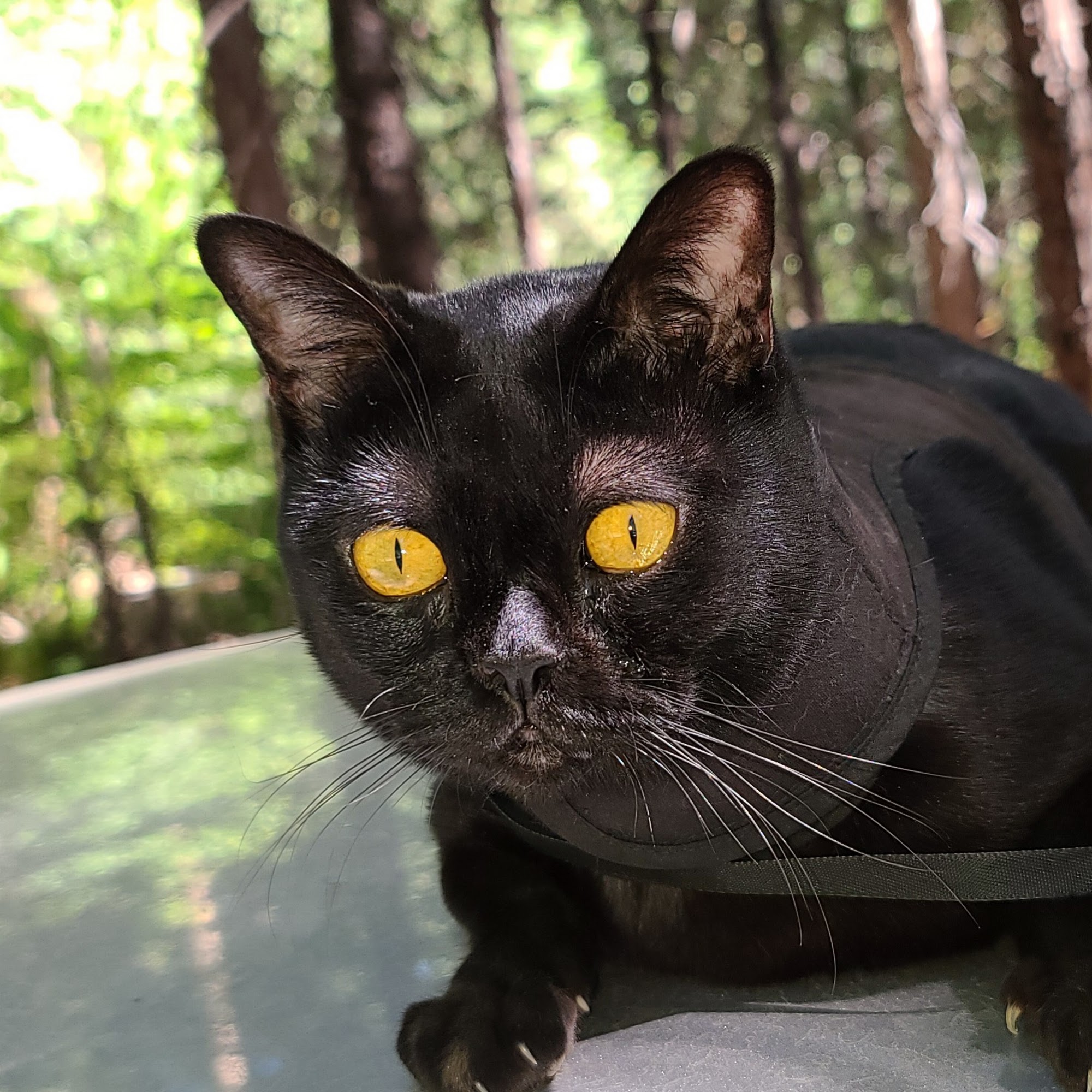 Jackson Creek Veterinary Clinic Jackson