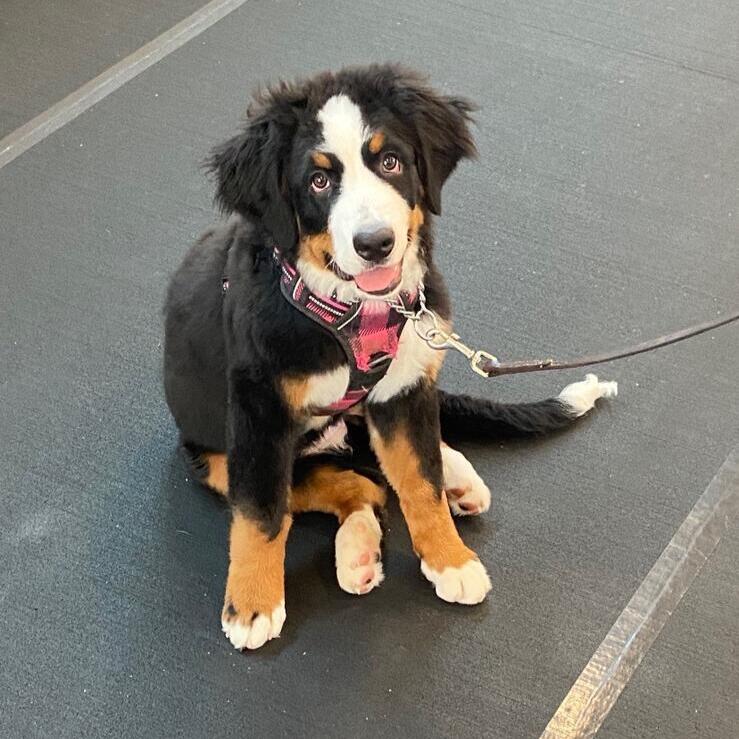 Blue Collar K9 Dog Training Jackson