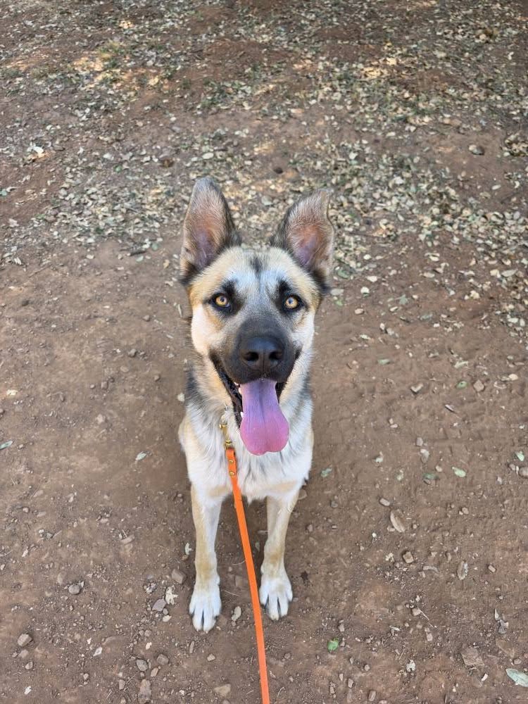 Twin Cedar k9 Jackson