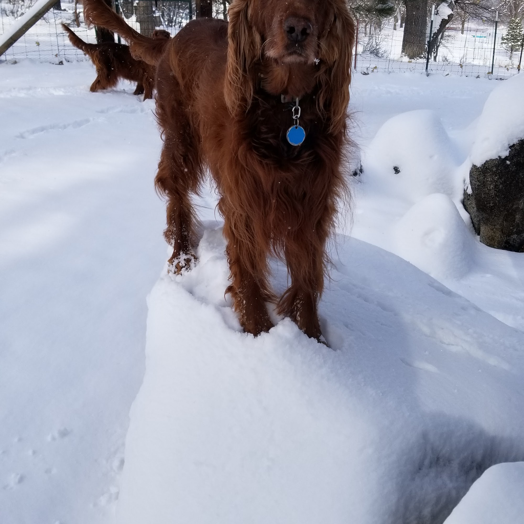 Thompson Peak Veterinary Clinic Janesville