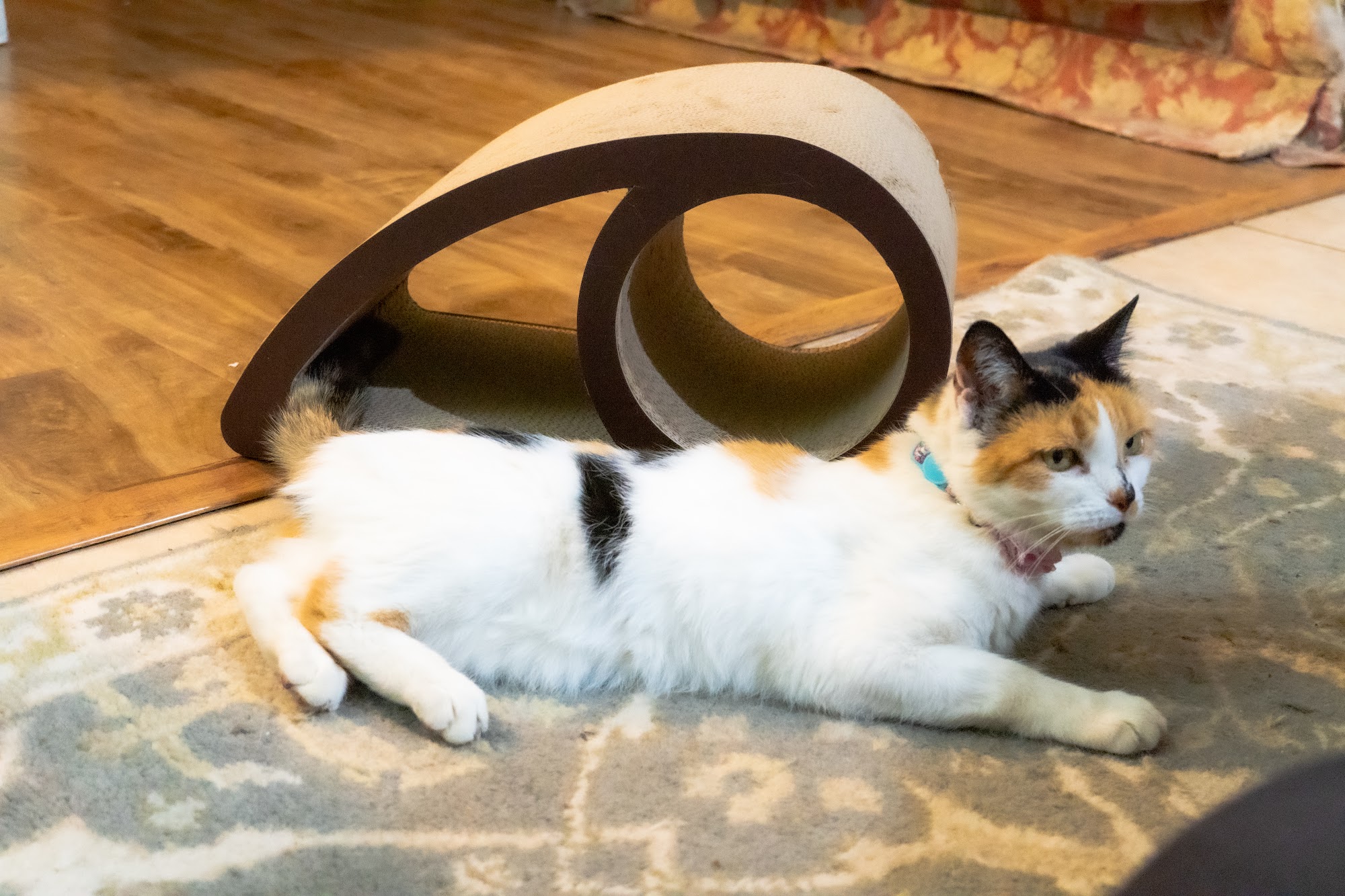 Qpets Inc. Jurupa Valley