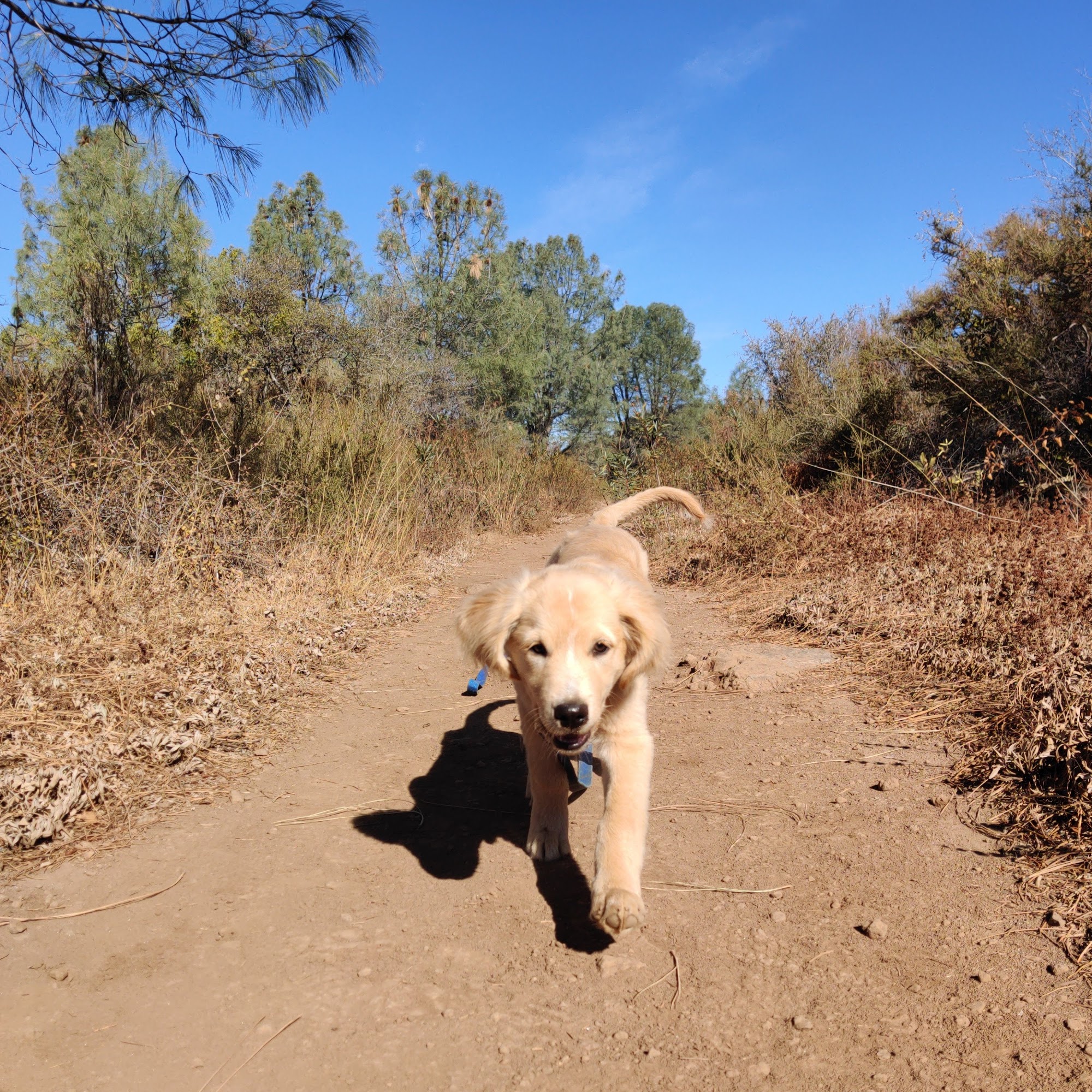 K9 No Limits, Innovative Dog Training & Education Kelseyville