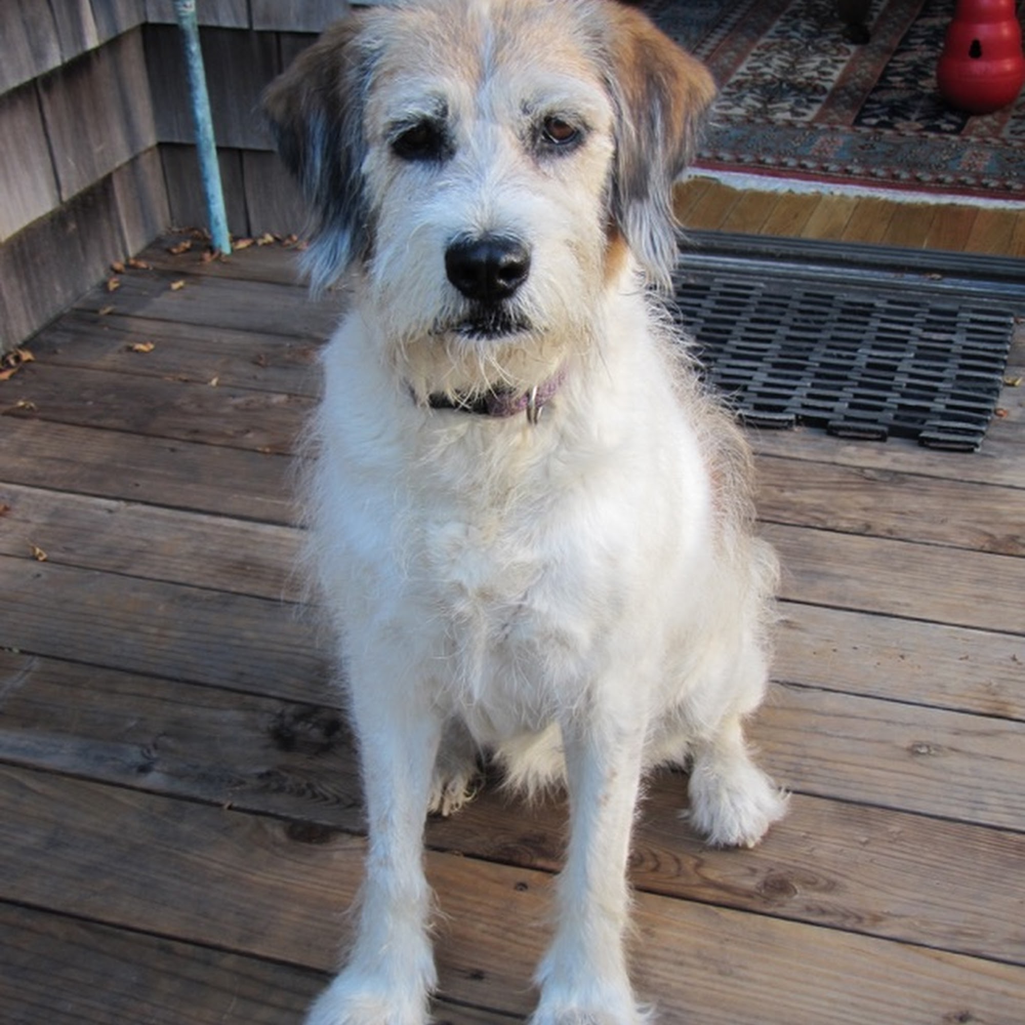 Kensington Veterinary Hospital Kensington