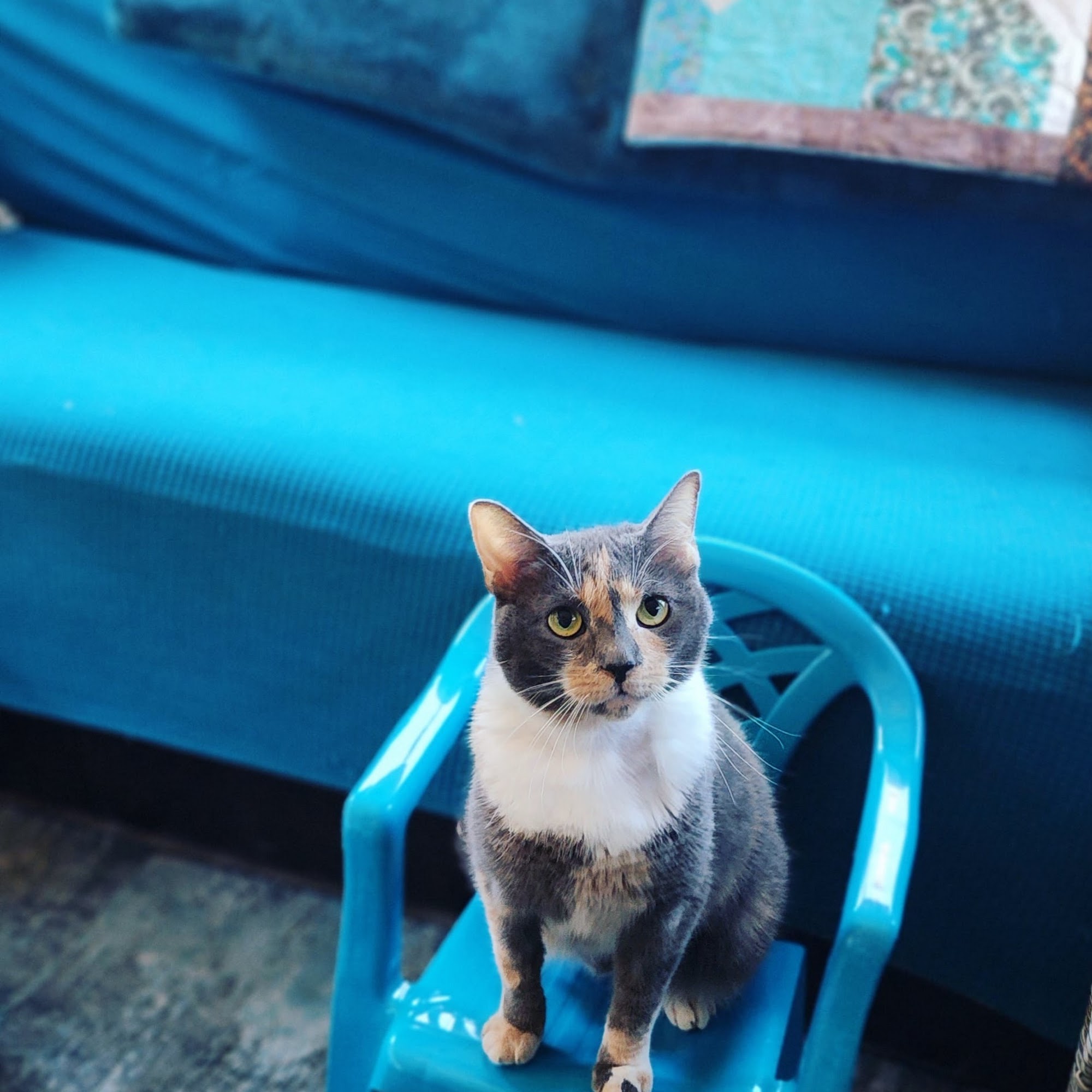 King City Veterinary Clinic King City