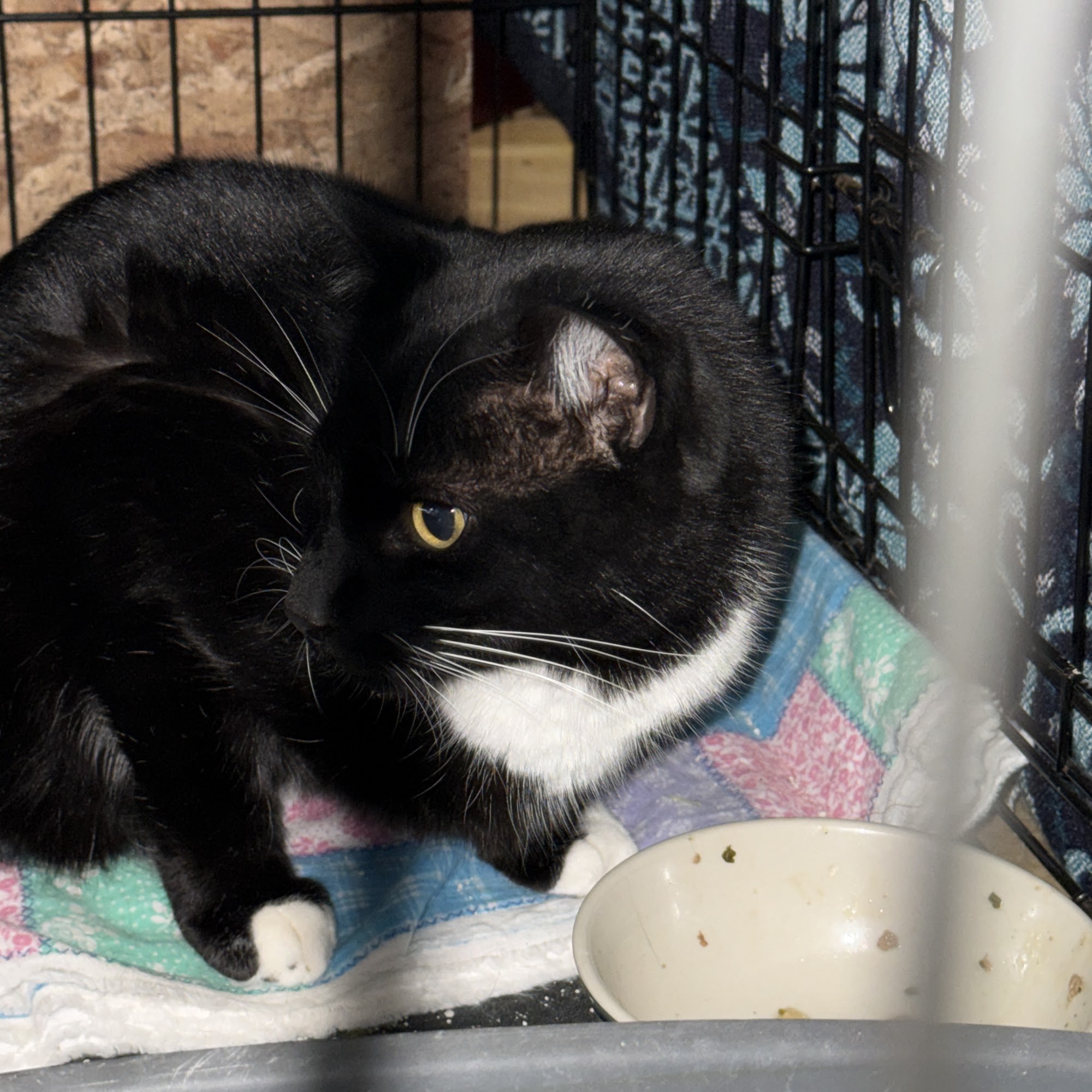 Kingsburg Veterinary Clinic Kingsburg