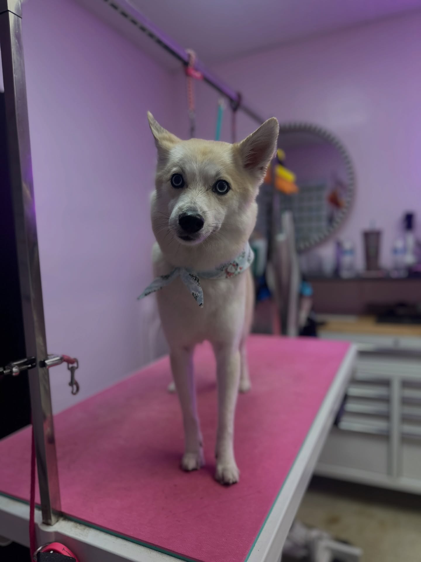 La Cañada Pet Grooming La Cañada Flintridge