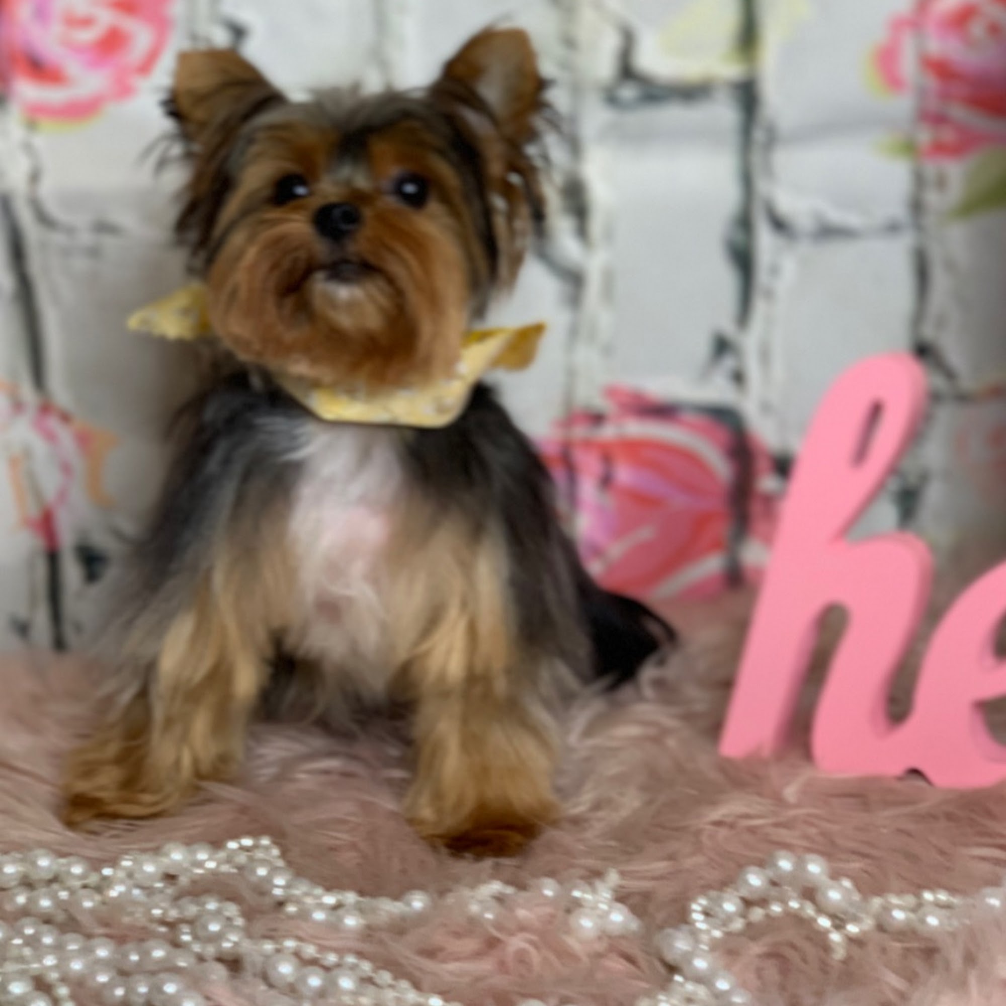 Pro Pet Club La Habra Heights