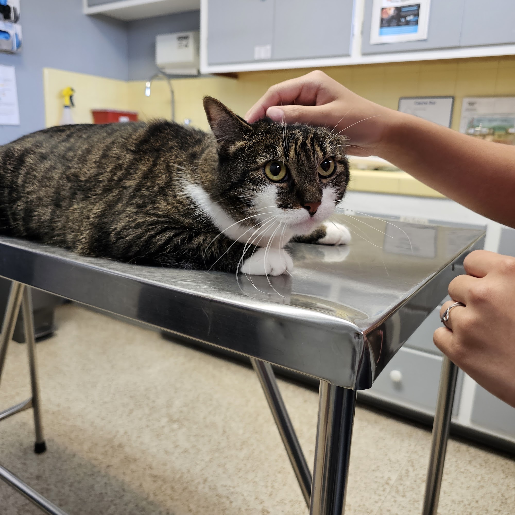 Gregg Animal Hospital Inc La Habra