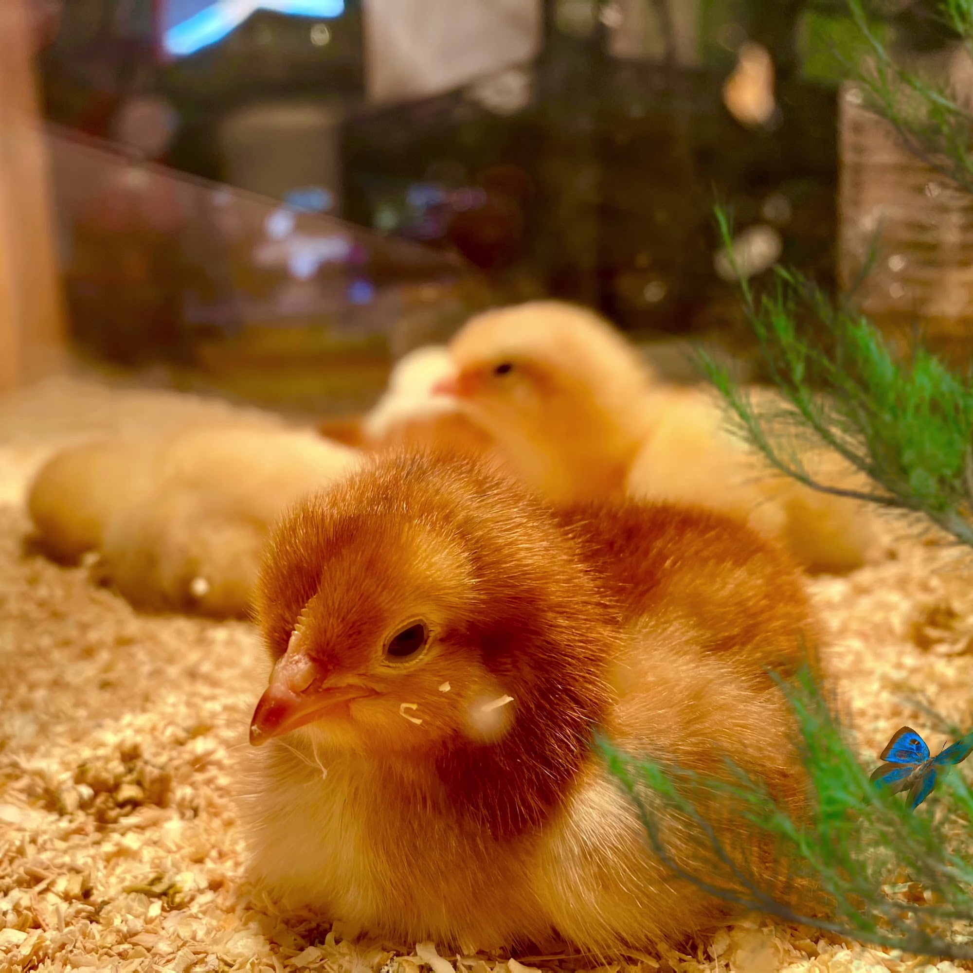 Kruse Feed & Supply La Habra