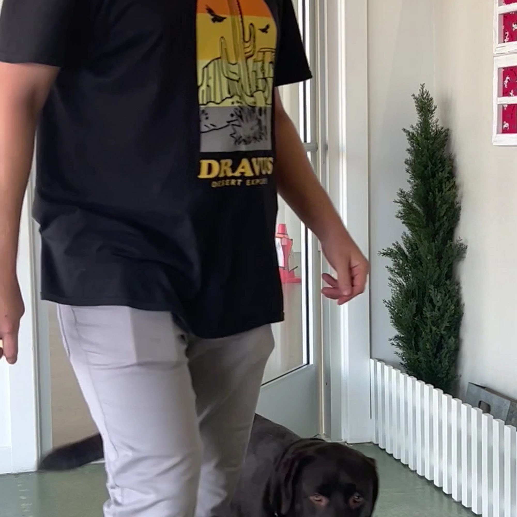 Pampered Paws La Habra La Habra