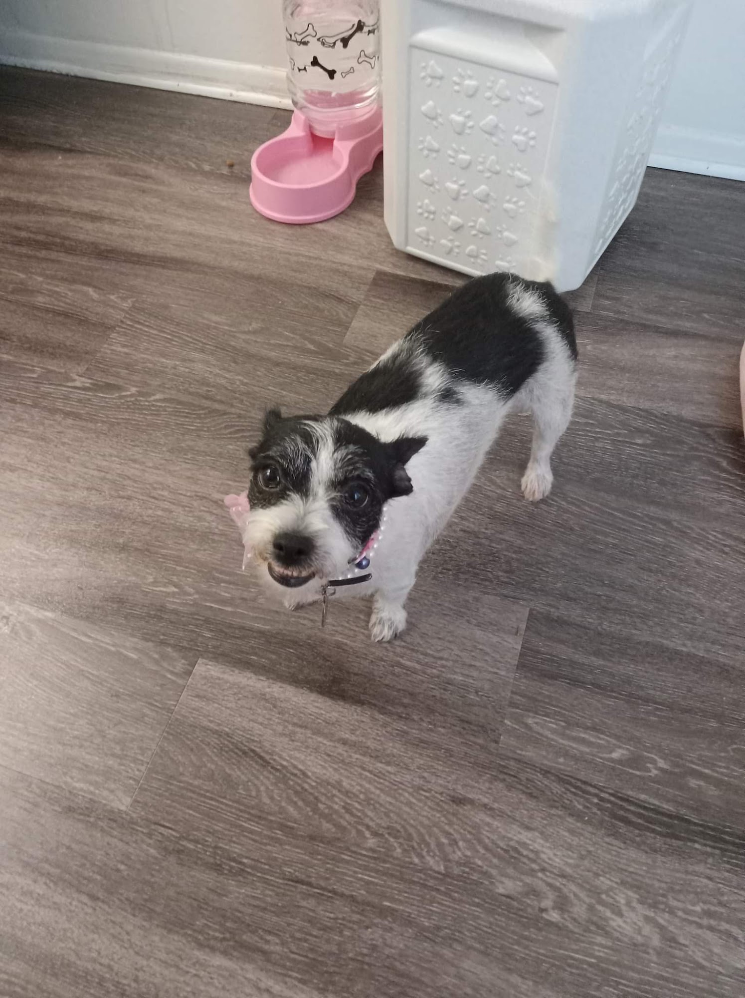 Cupid Doggie Spa La Habra